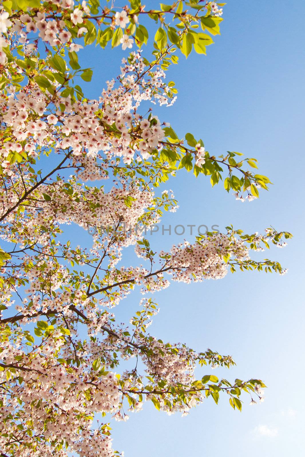 white blossom in spring 