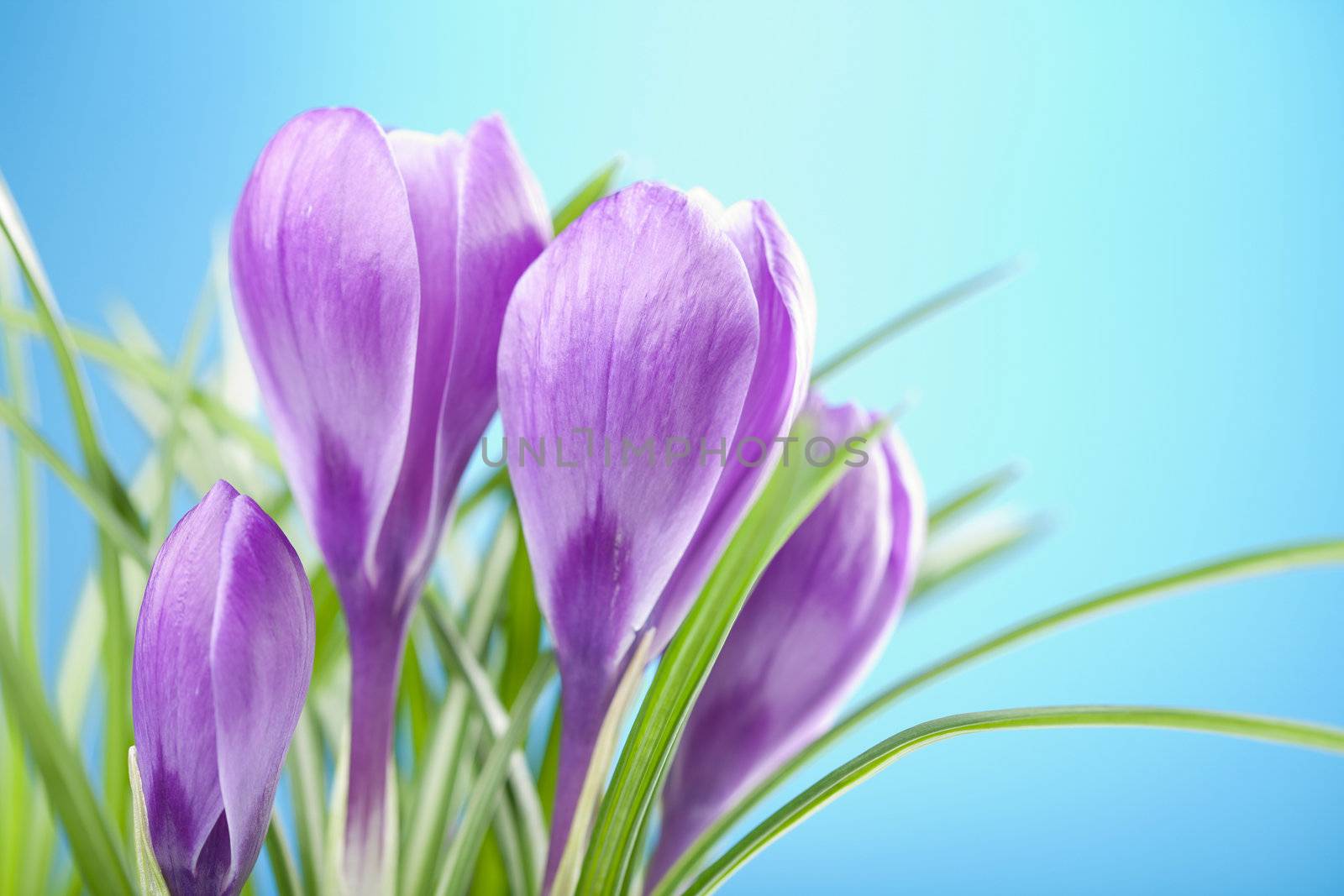 crocus flowers 