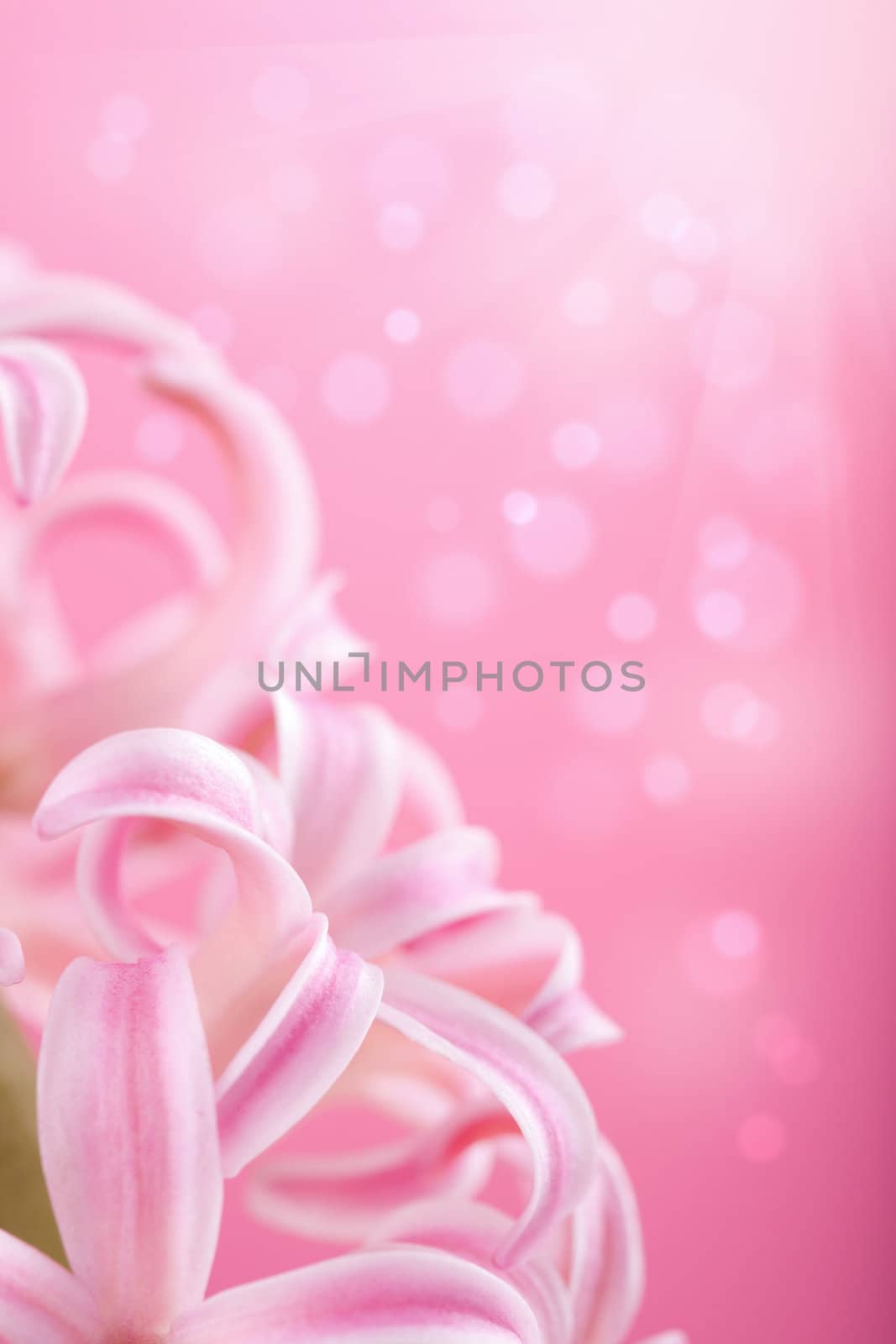 pink hyacinth flower 