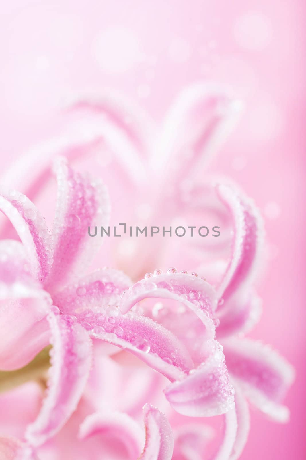 pink hyacinth flower 