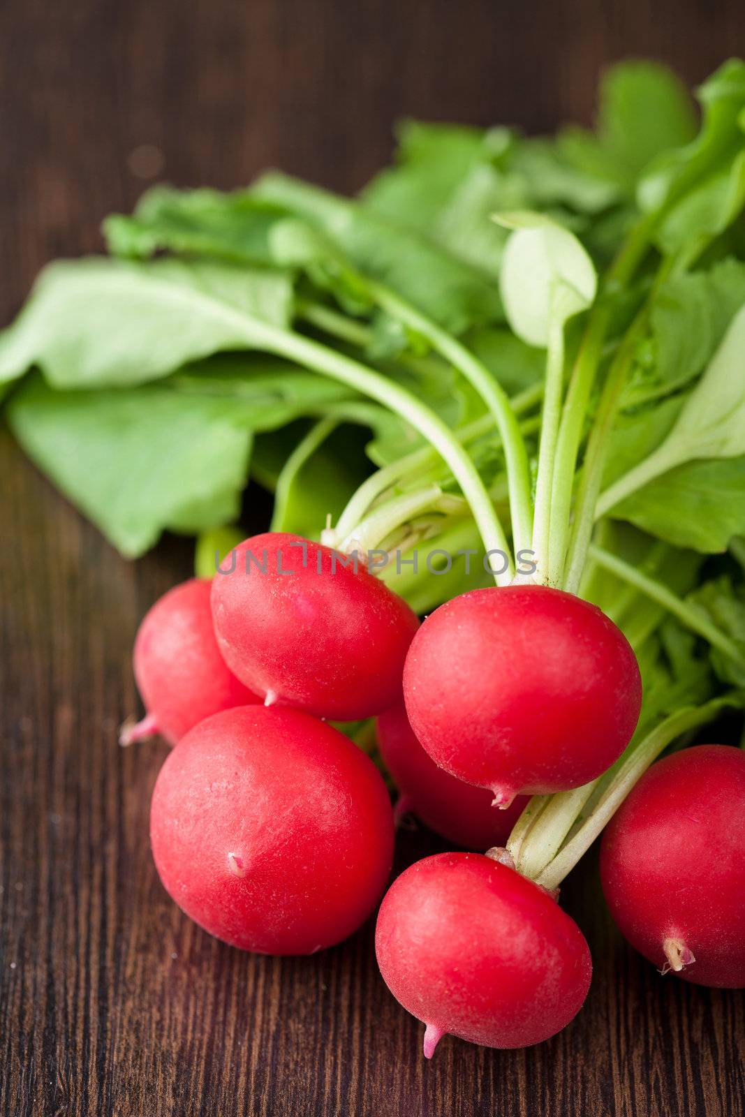 fresh radish 