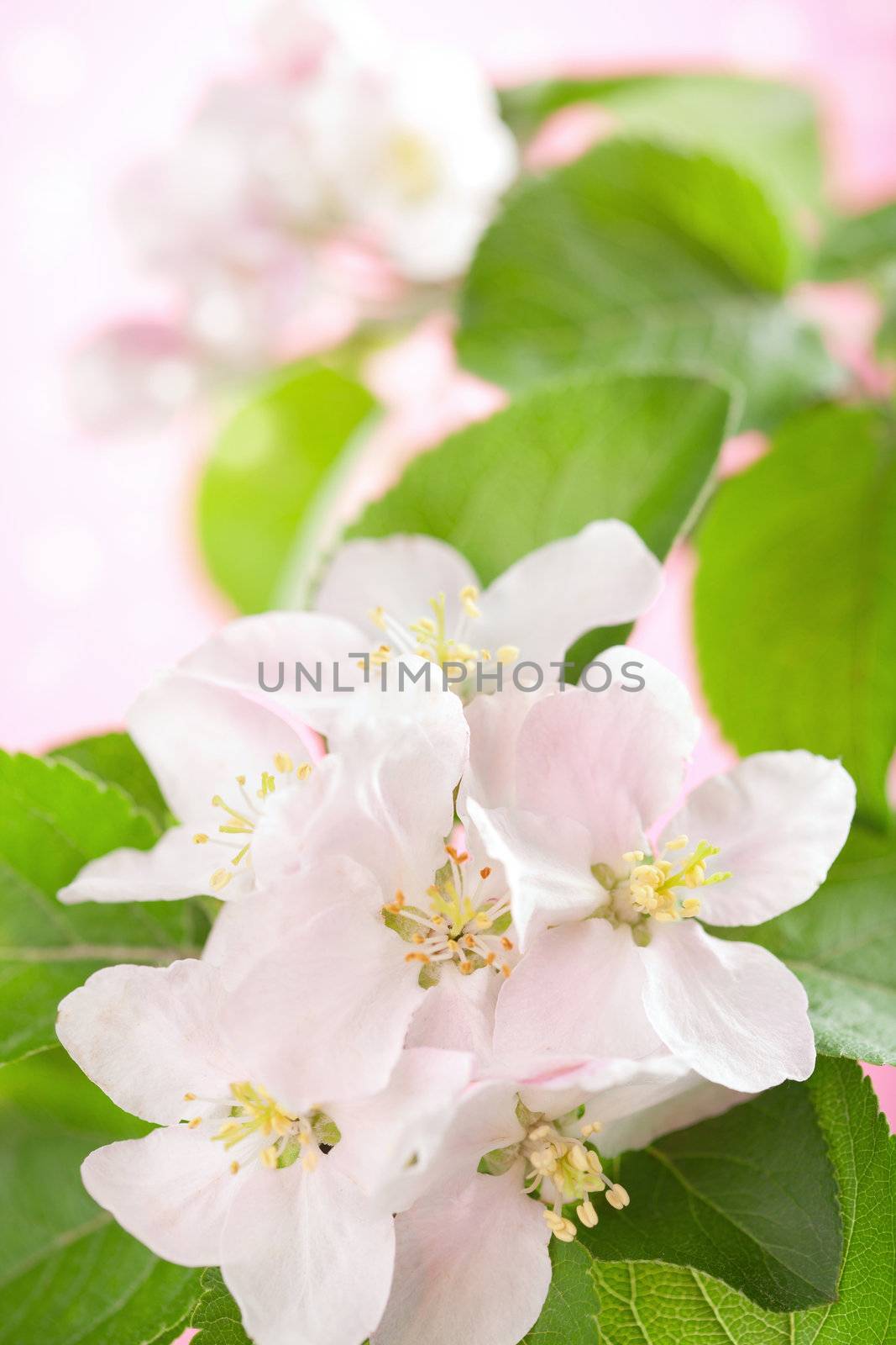 spring flowers 