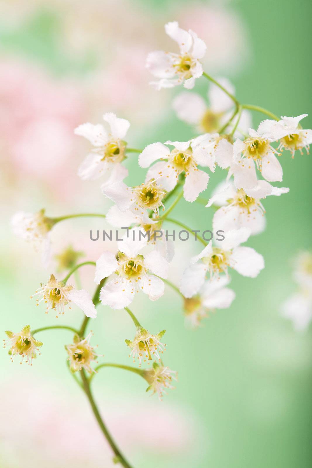 spring flowers 