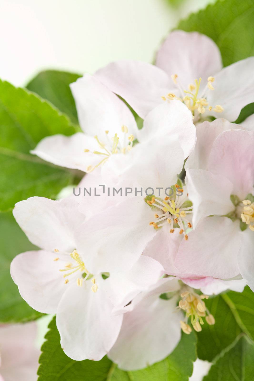 spring flowers 