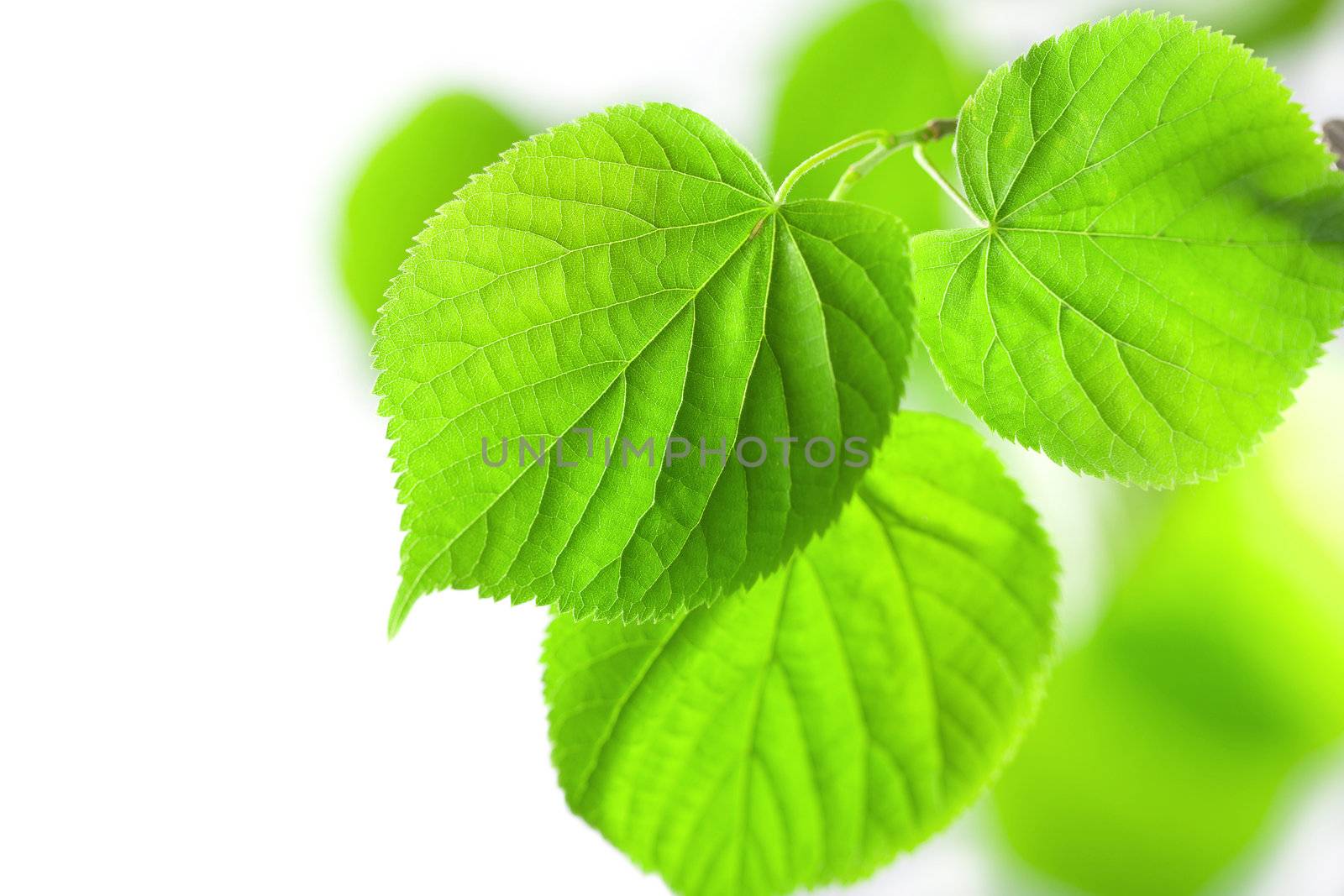 fresh green leaves isolated 