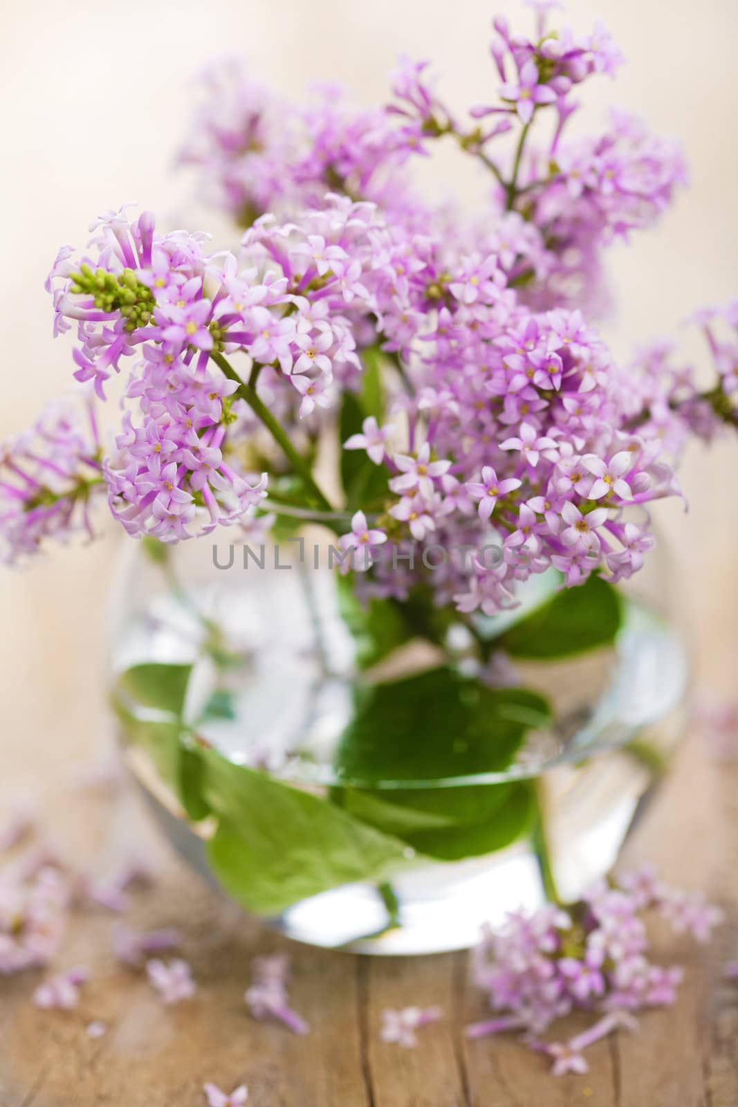 lilac flowers 