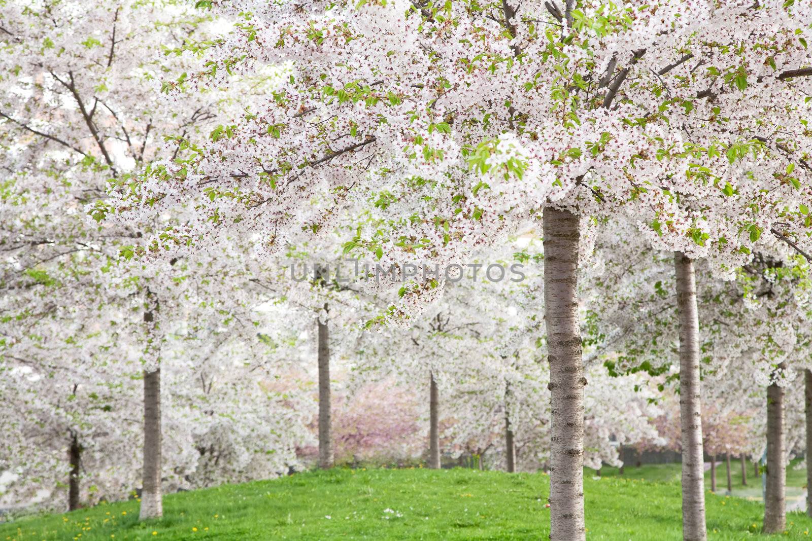 white blossom in spring 