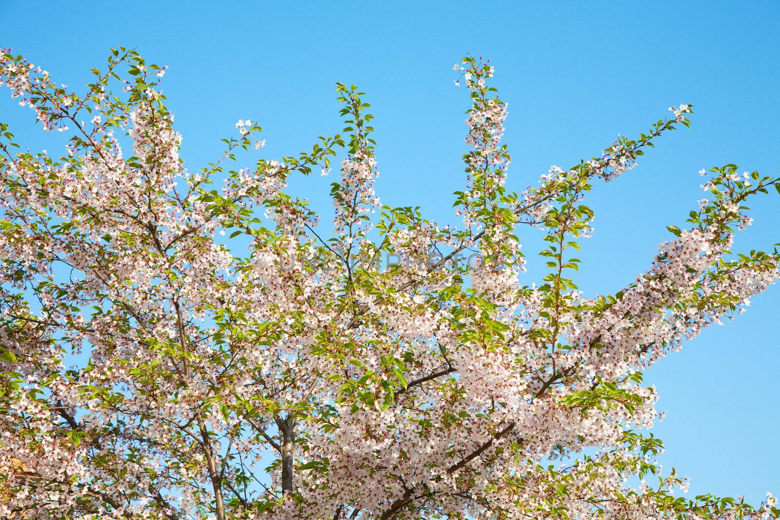 white blossom in spring 