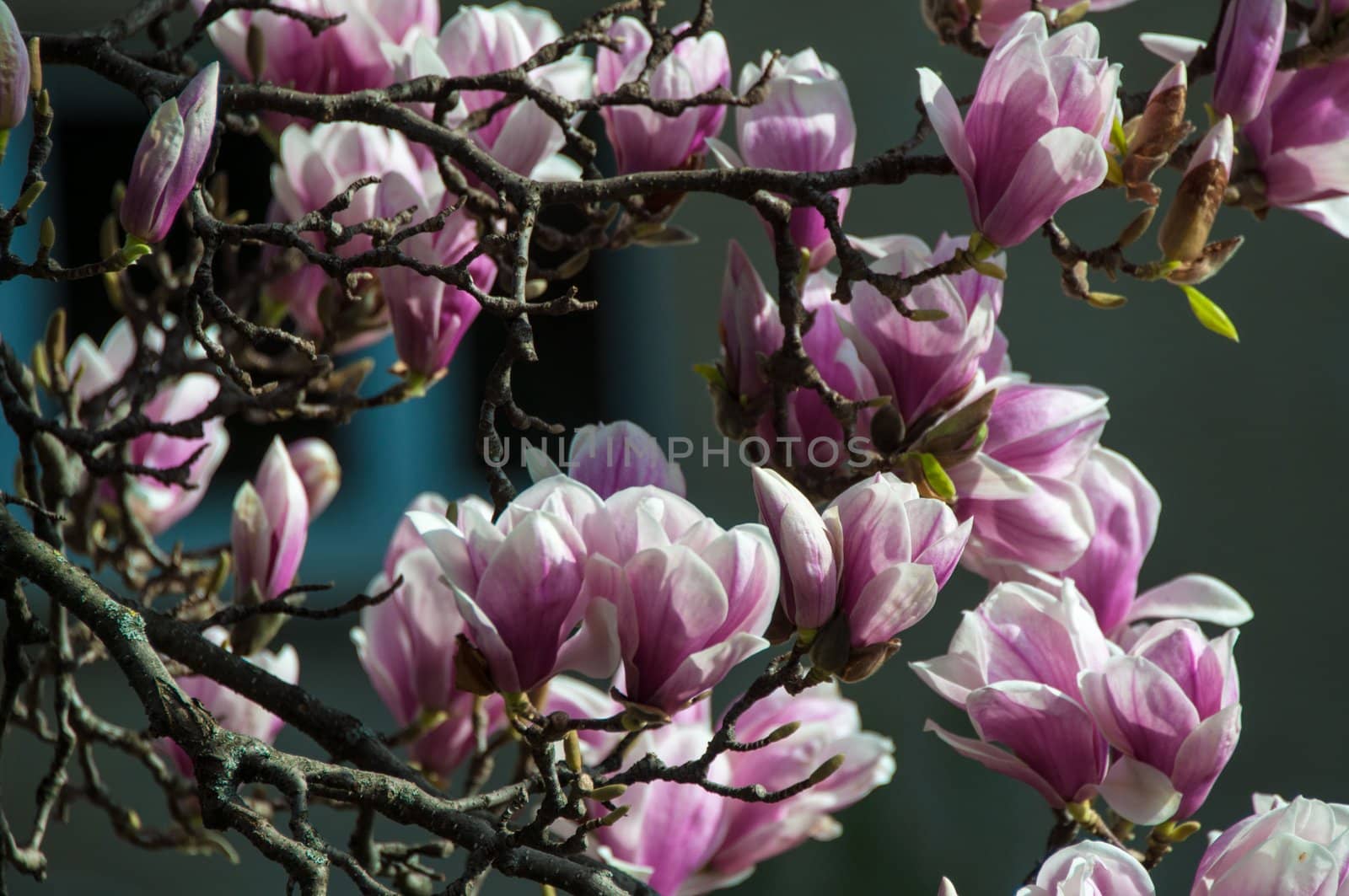 Close up of pink magnolia blossom in full bloom