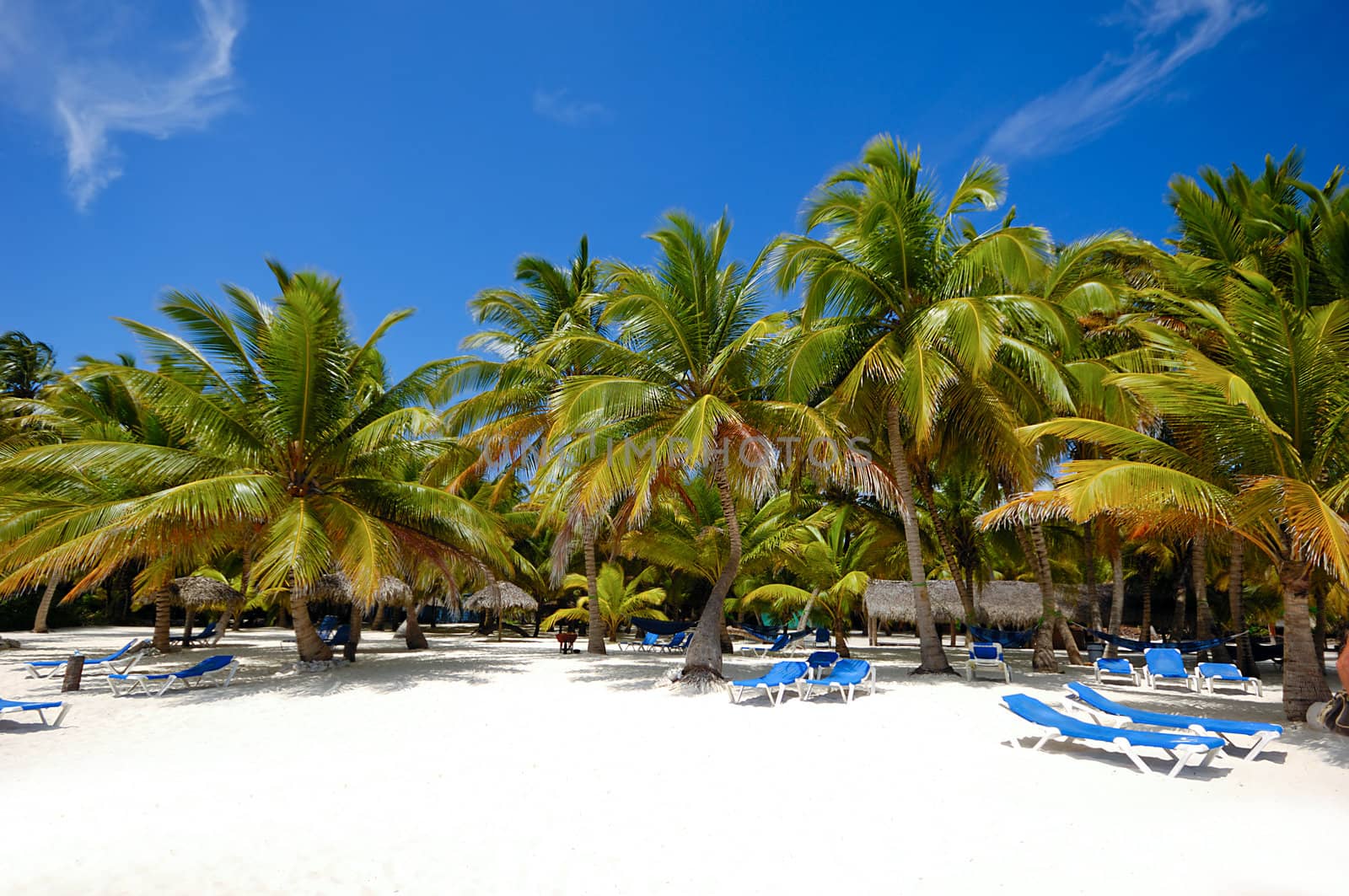 Paradise beach with palms and sunbeds by cfoto