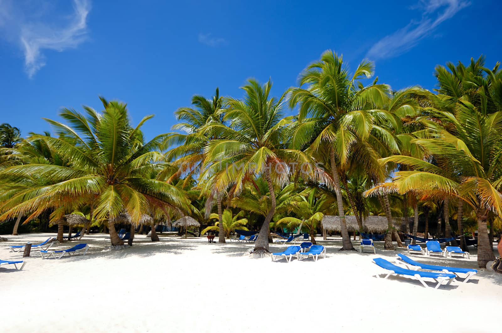 Sunbeds and palms on a very nice beach