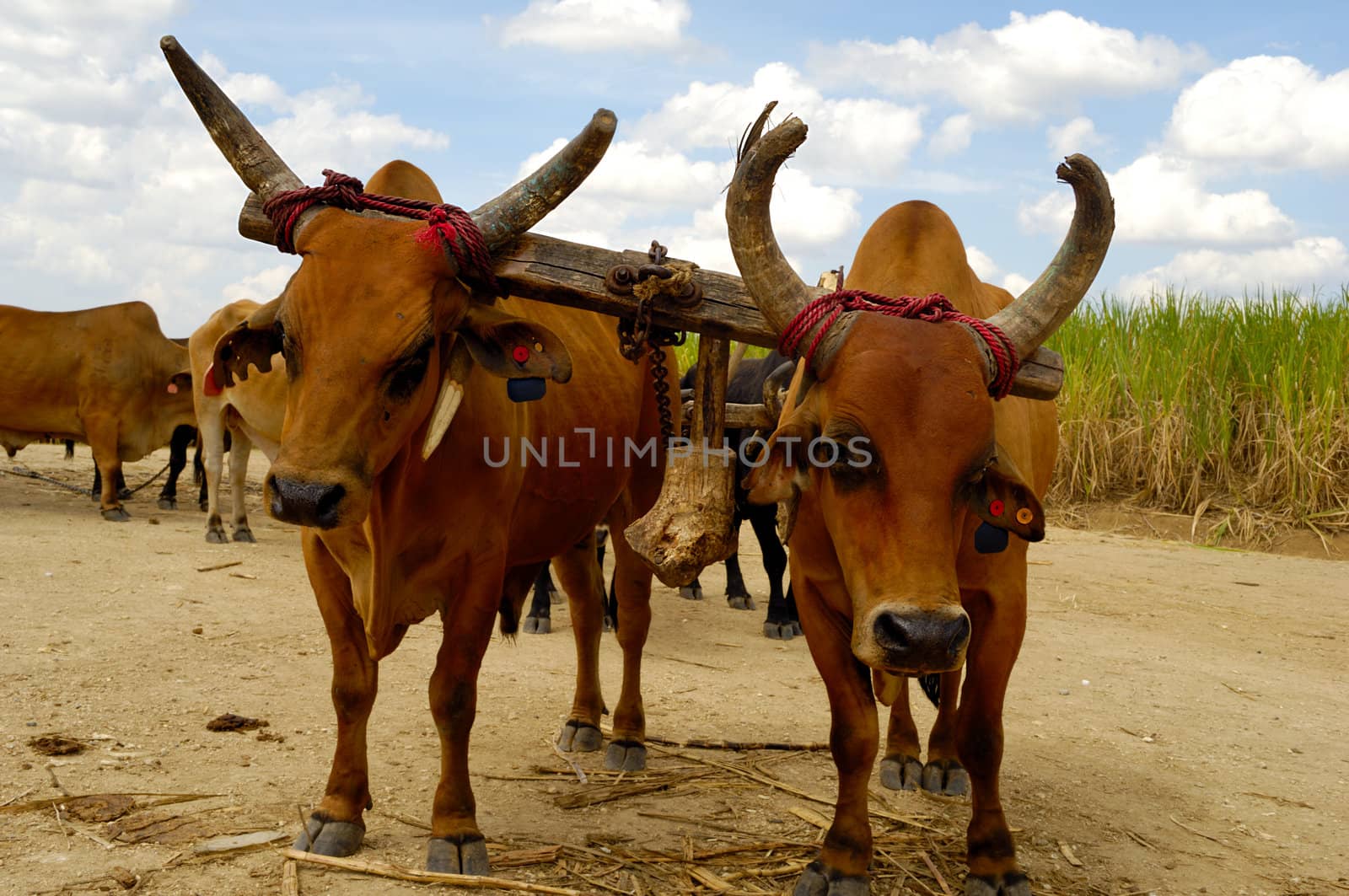 Oxes are working at sugar cane farm. Dominican Republic.