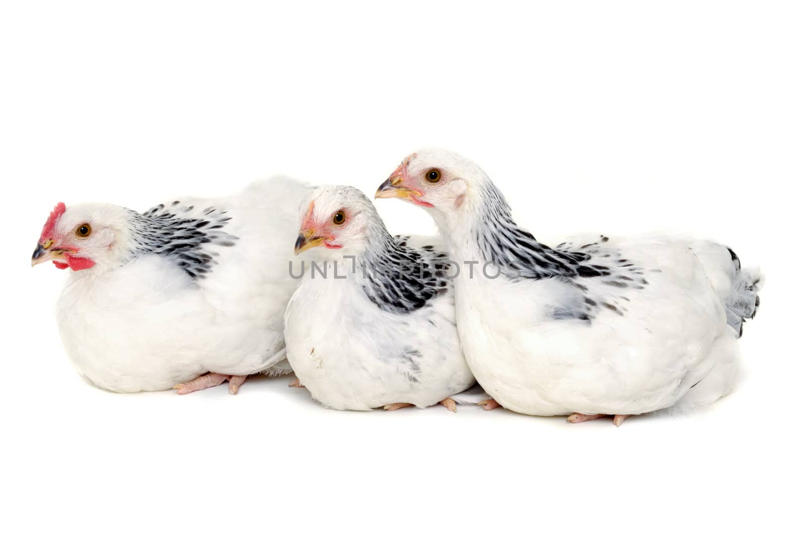 Chickens resting on white background by cfoto