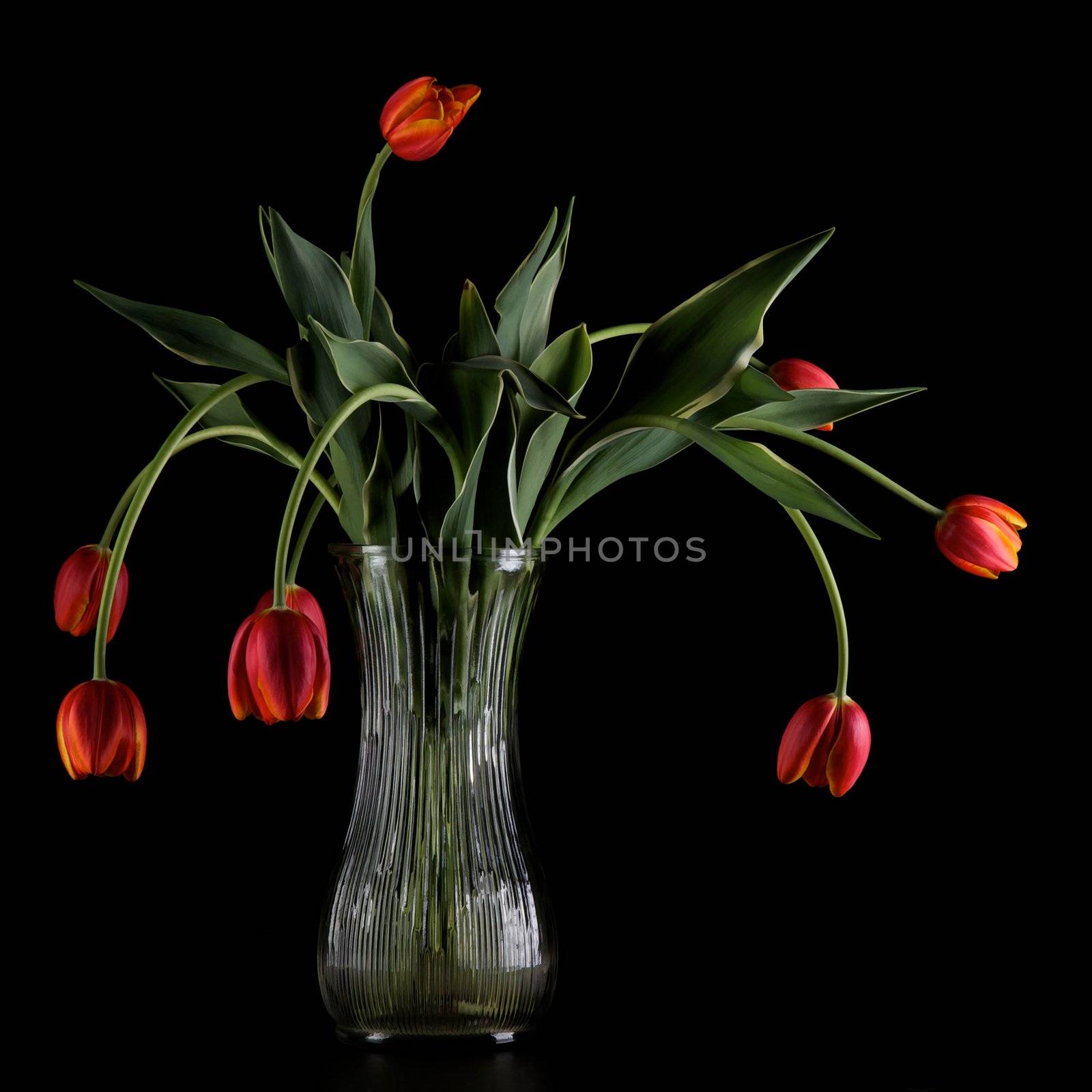 Vase with wilting tulips on a black background