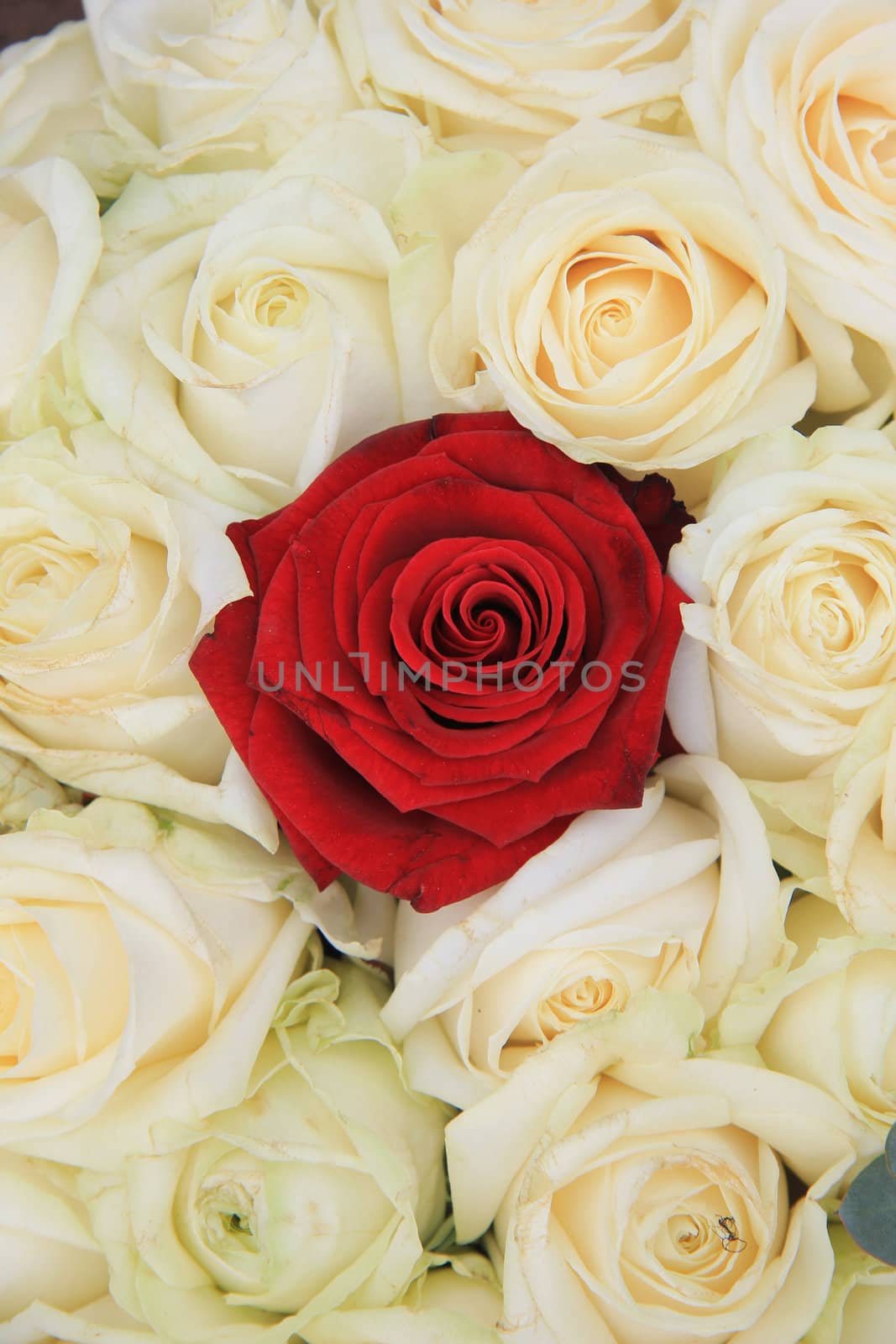 Red rose in a group of ivory white roses, part of bridal flower arrangement
