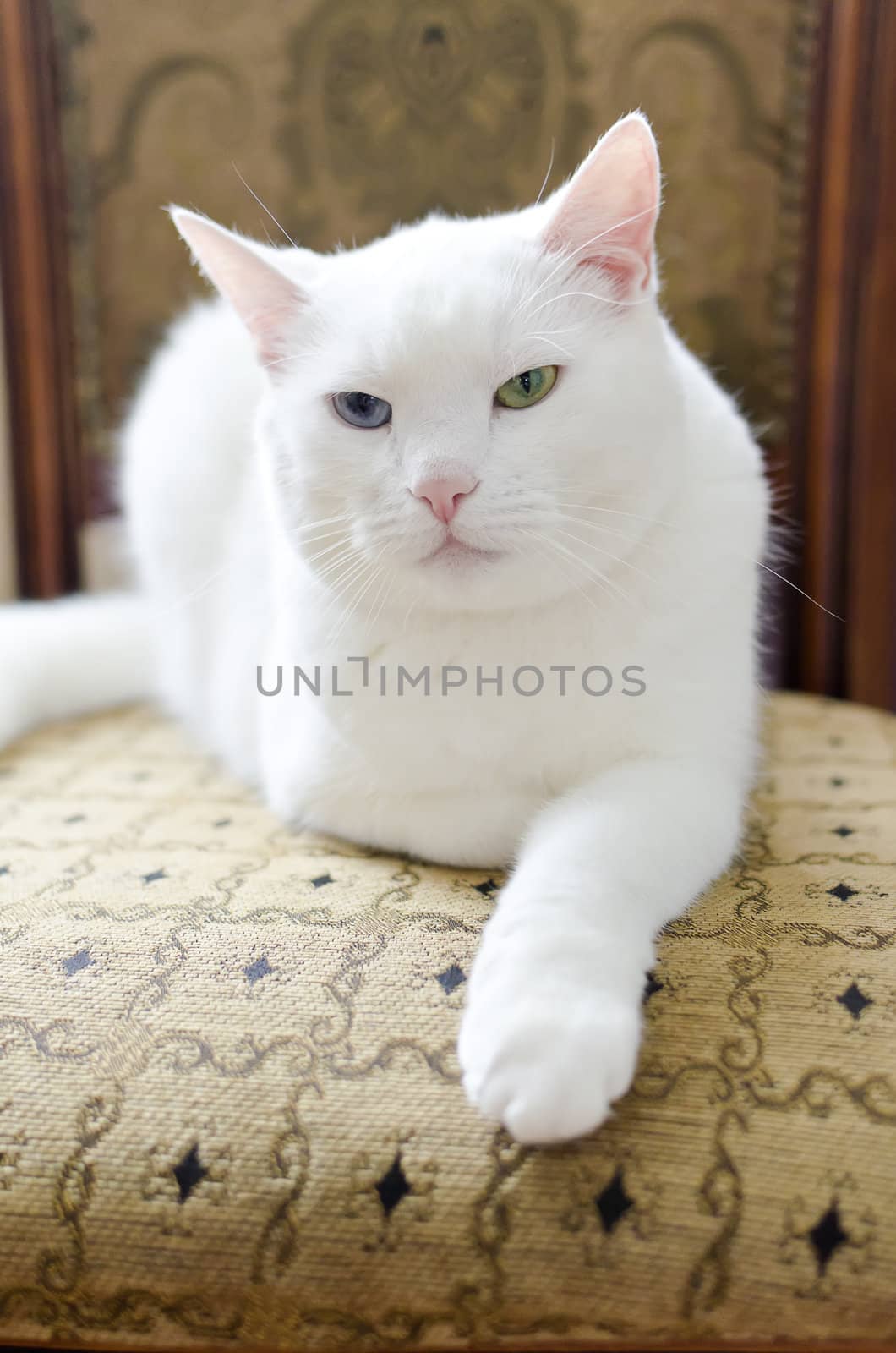 White cat with different eyes lying on a chair