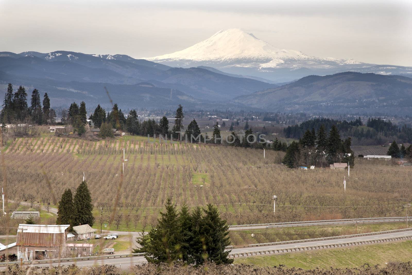 Pear Orchards in Hood River Oregon with Mount Adams