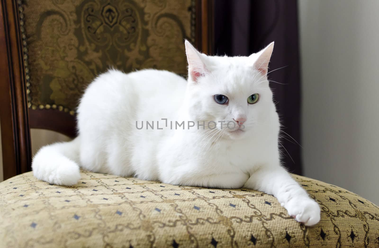 White cat with different eyes lying on a chair