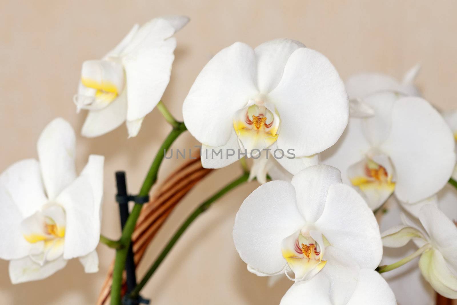 Beautiful white orchid flowers by Wajan