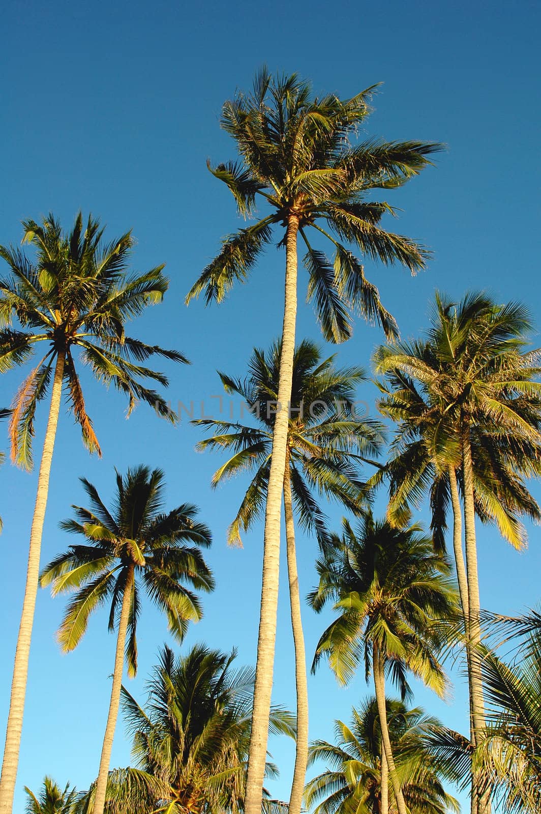 Coconut trees against blue sky in a sunny day
