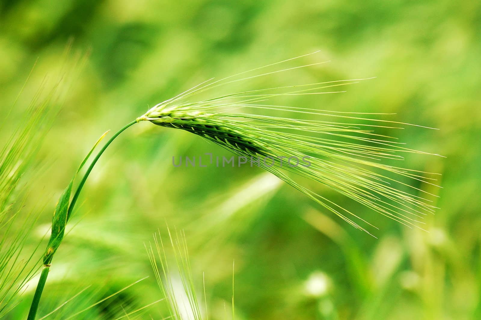 Growing wheat ear in the fields on a blurred background