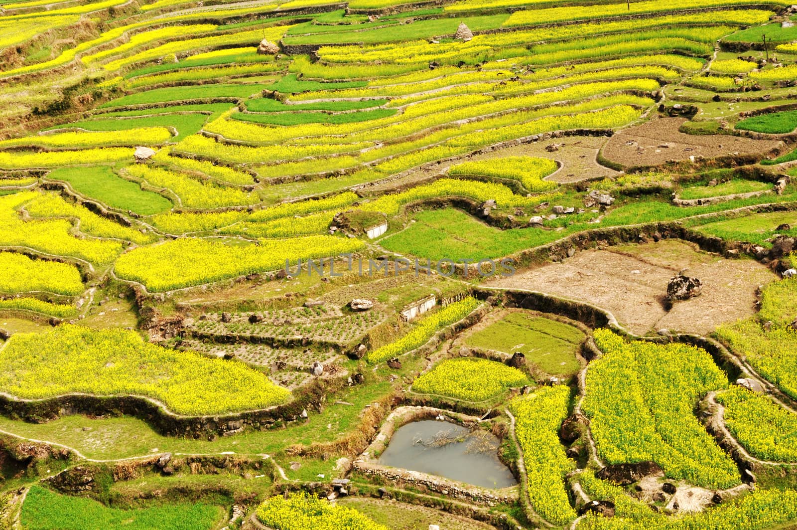 Landscape of blooming rapeseed fields in spring