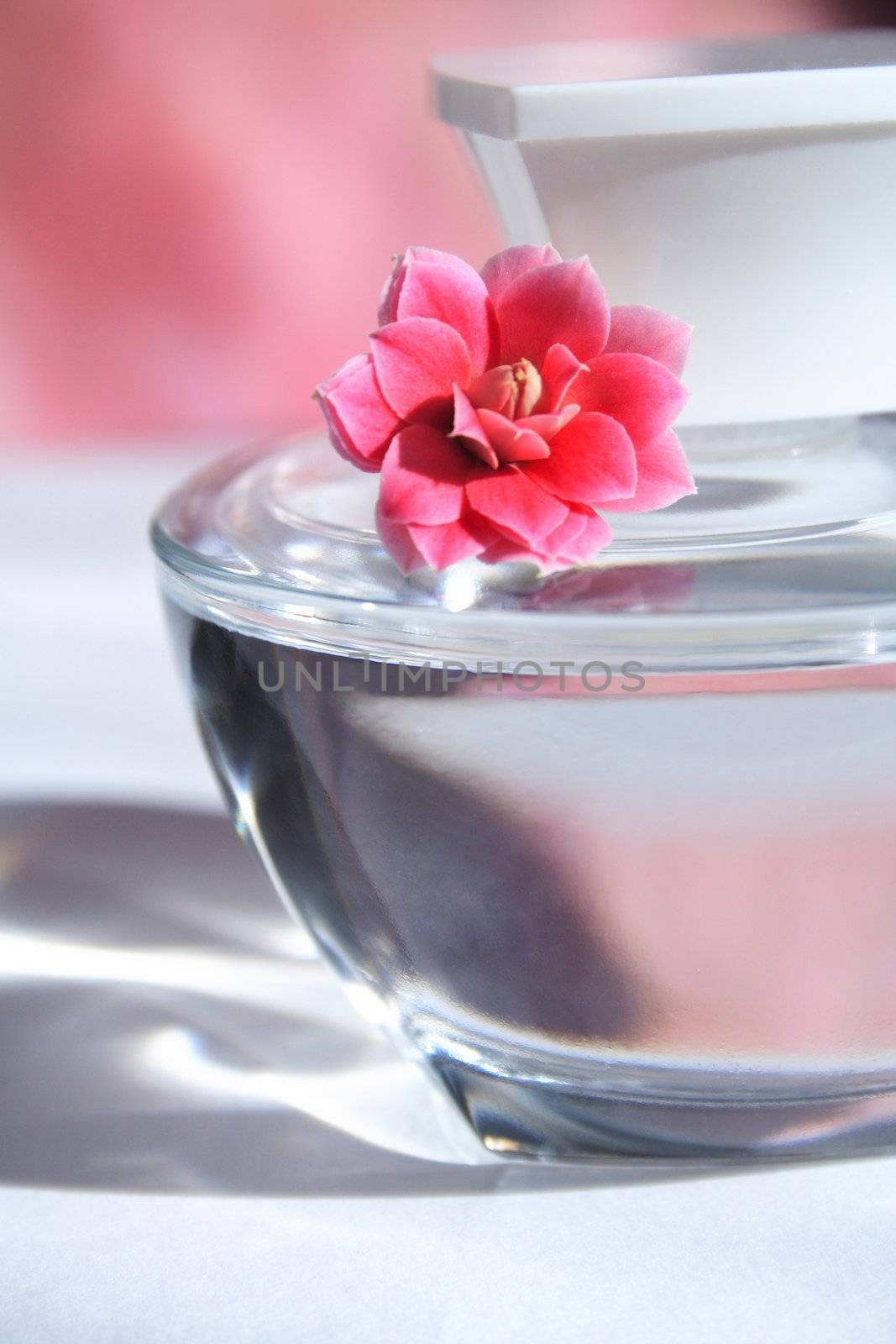 perfume bottle with red flowers with reflection.