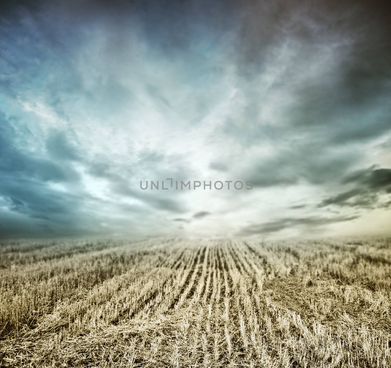 landscape with the sky and the field by anelina