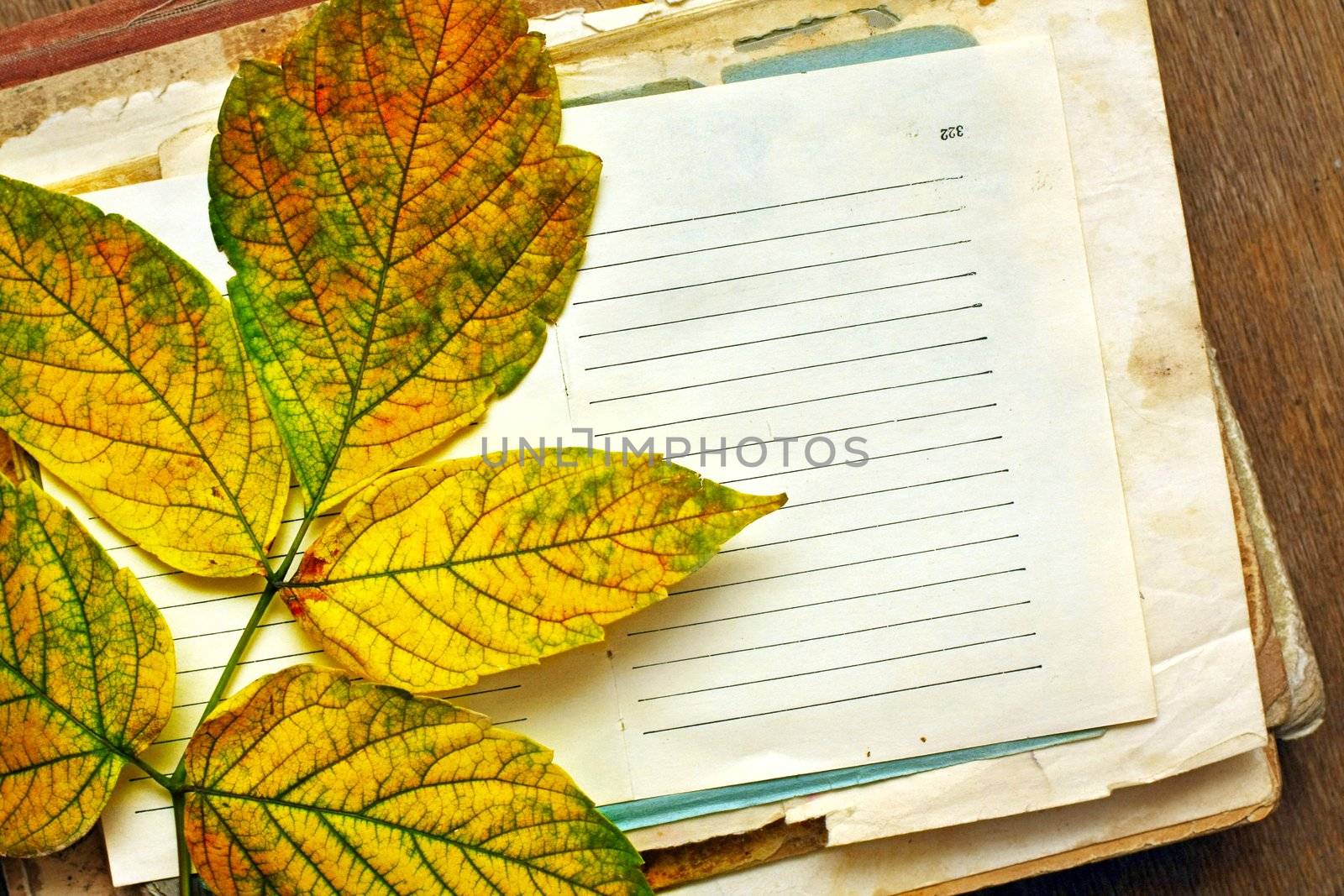 blank sheet of paper with autumn leaf