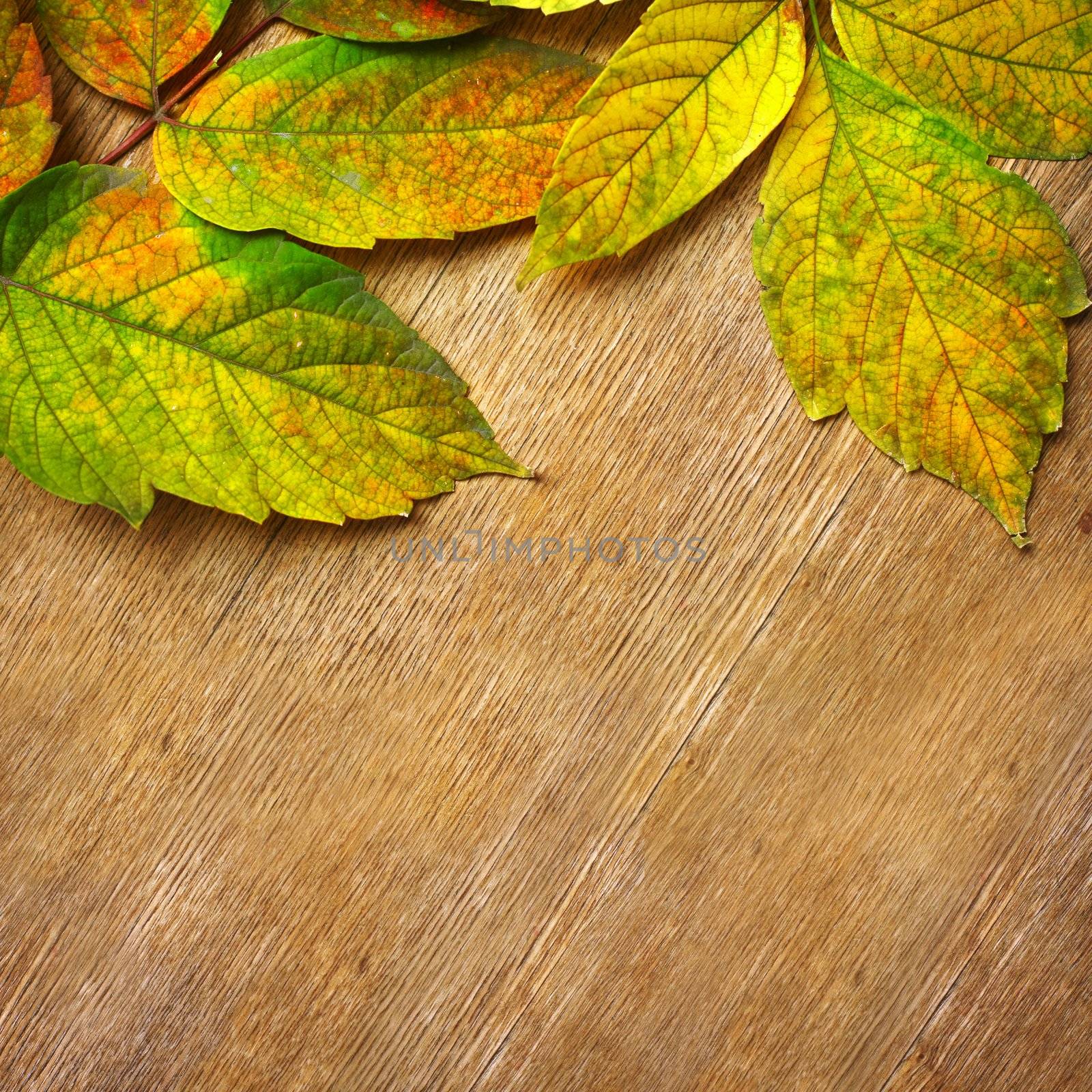 Autumn Leaves over wooden background.