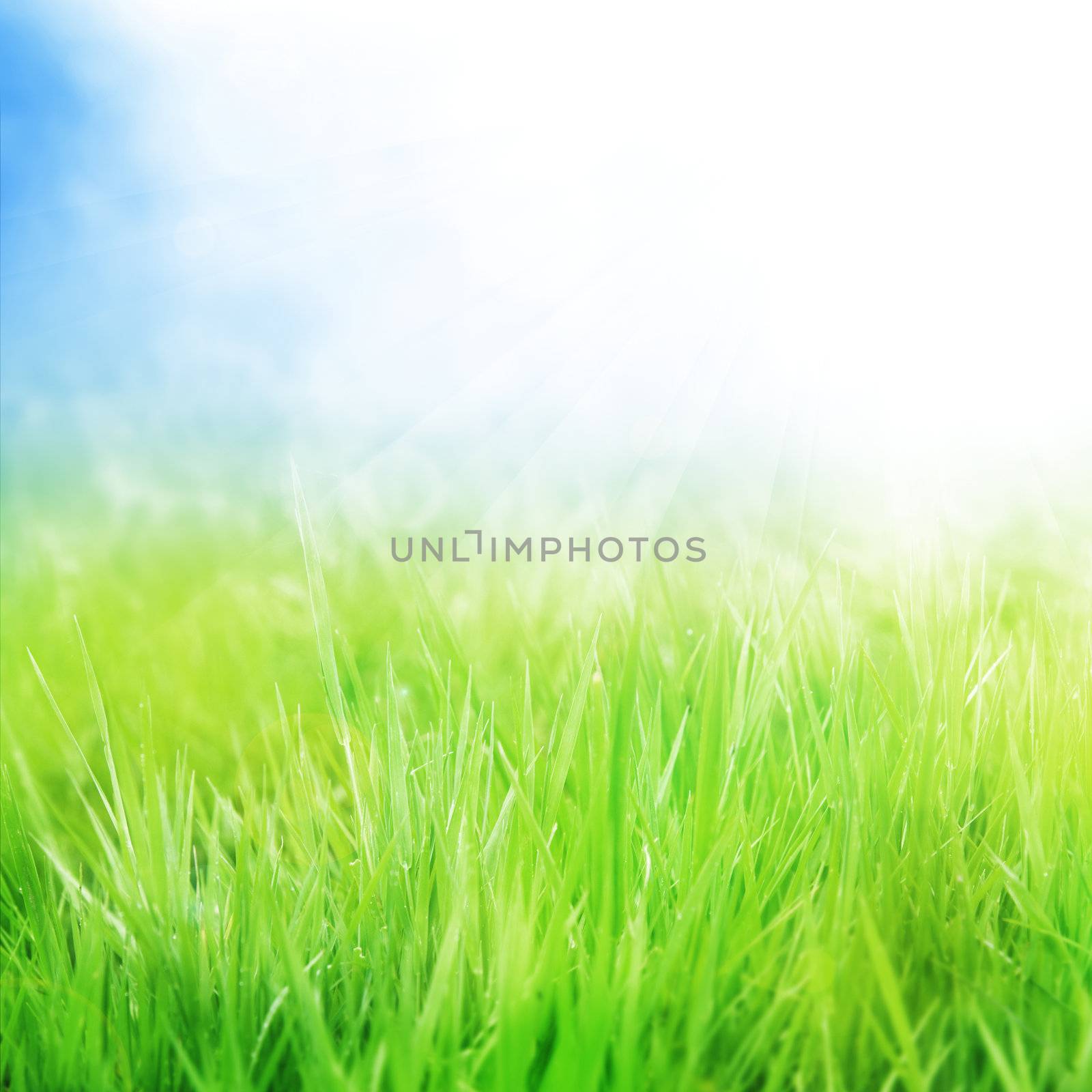 background with grass and sunshine