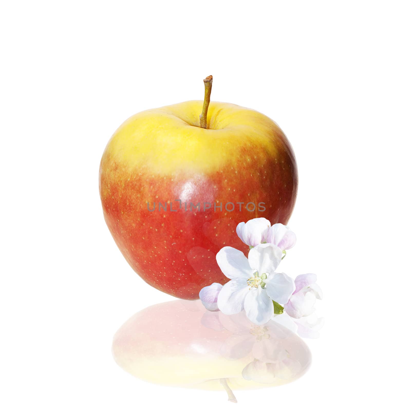 The red apple and flowers over white background