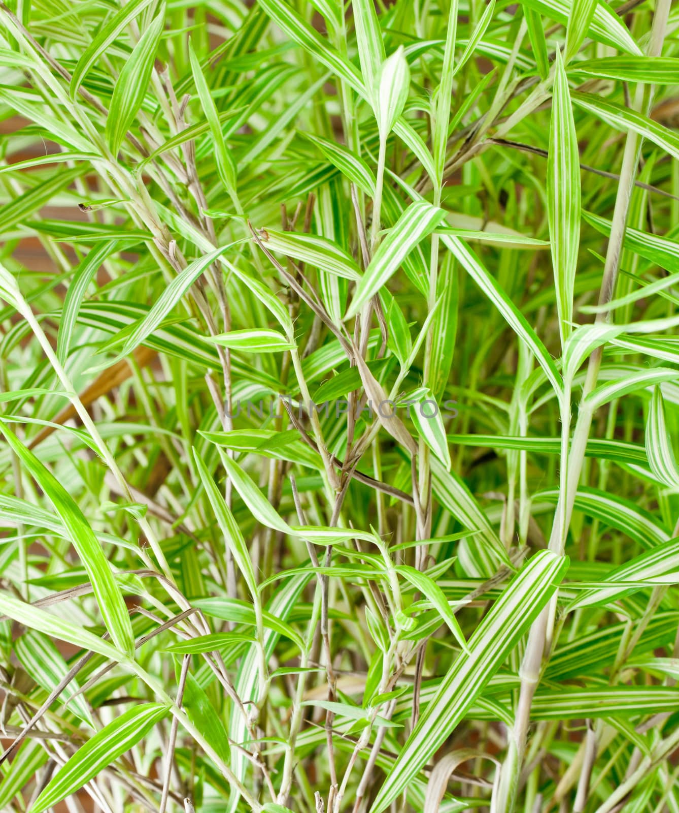 Bamboo leaf closeup background