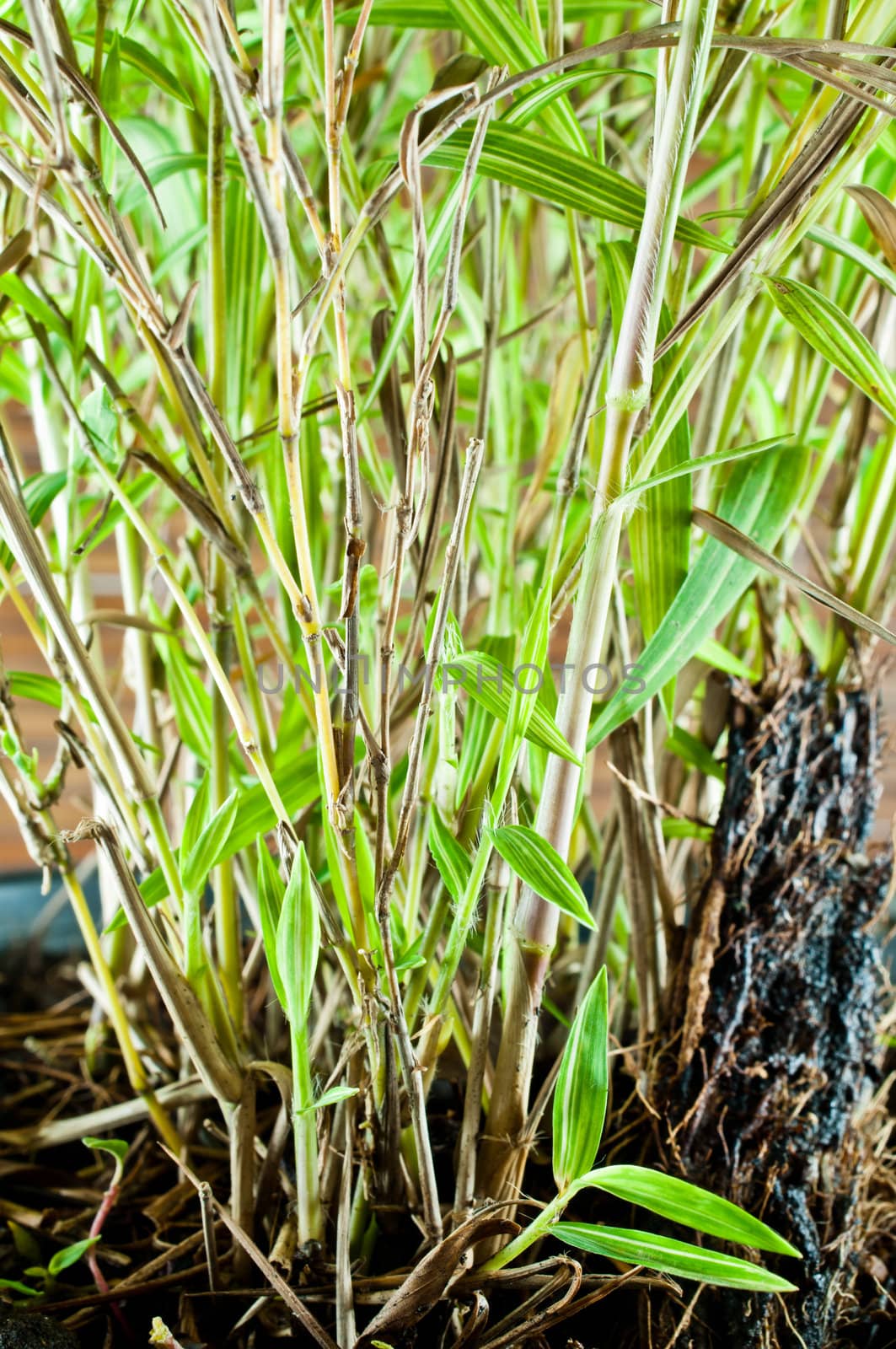 Bamboo tree in black flowerpot macro