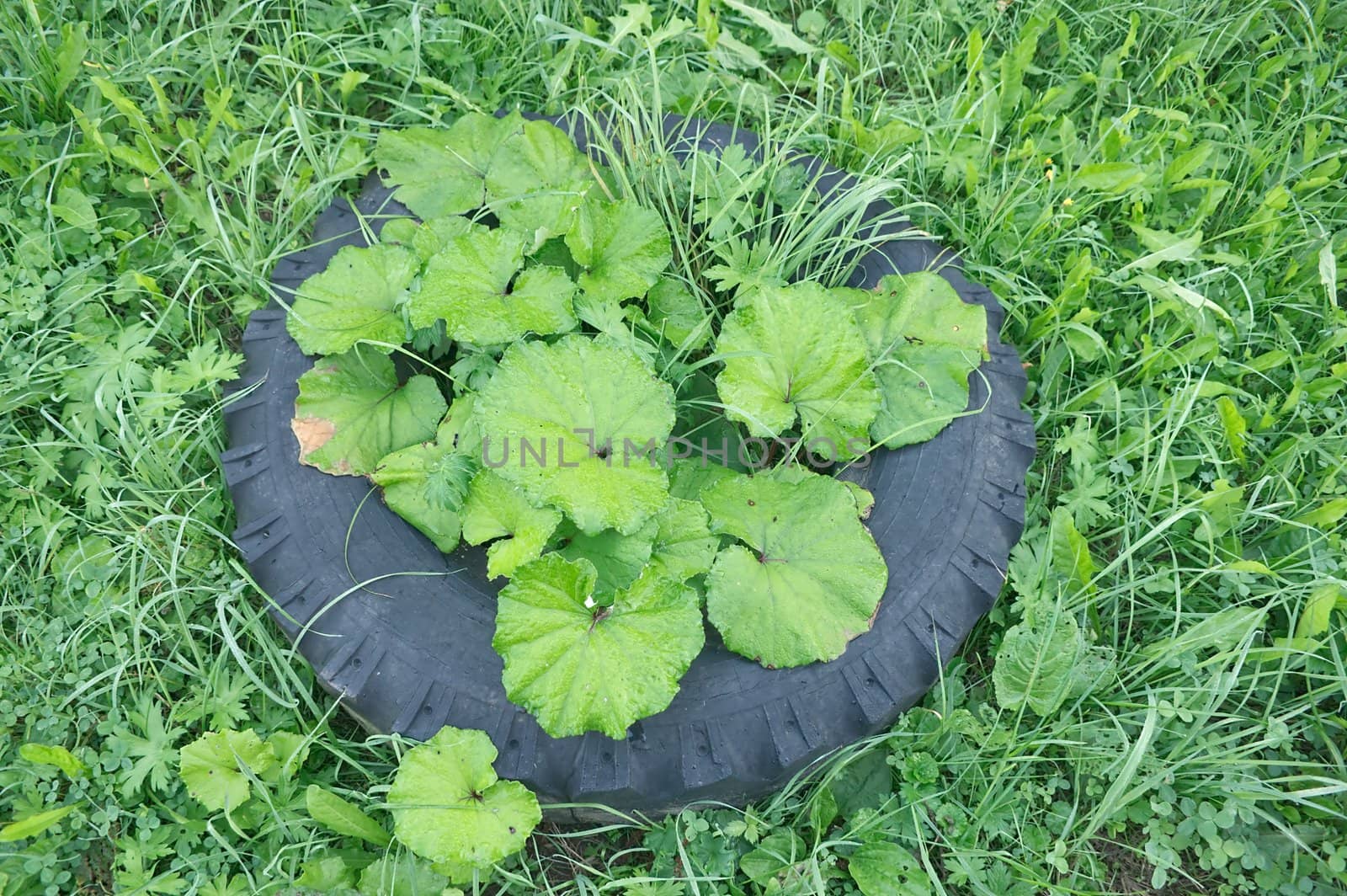 Old tires thrown in the meadow and overgrown grass