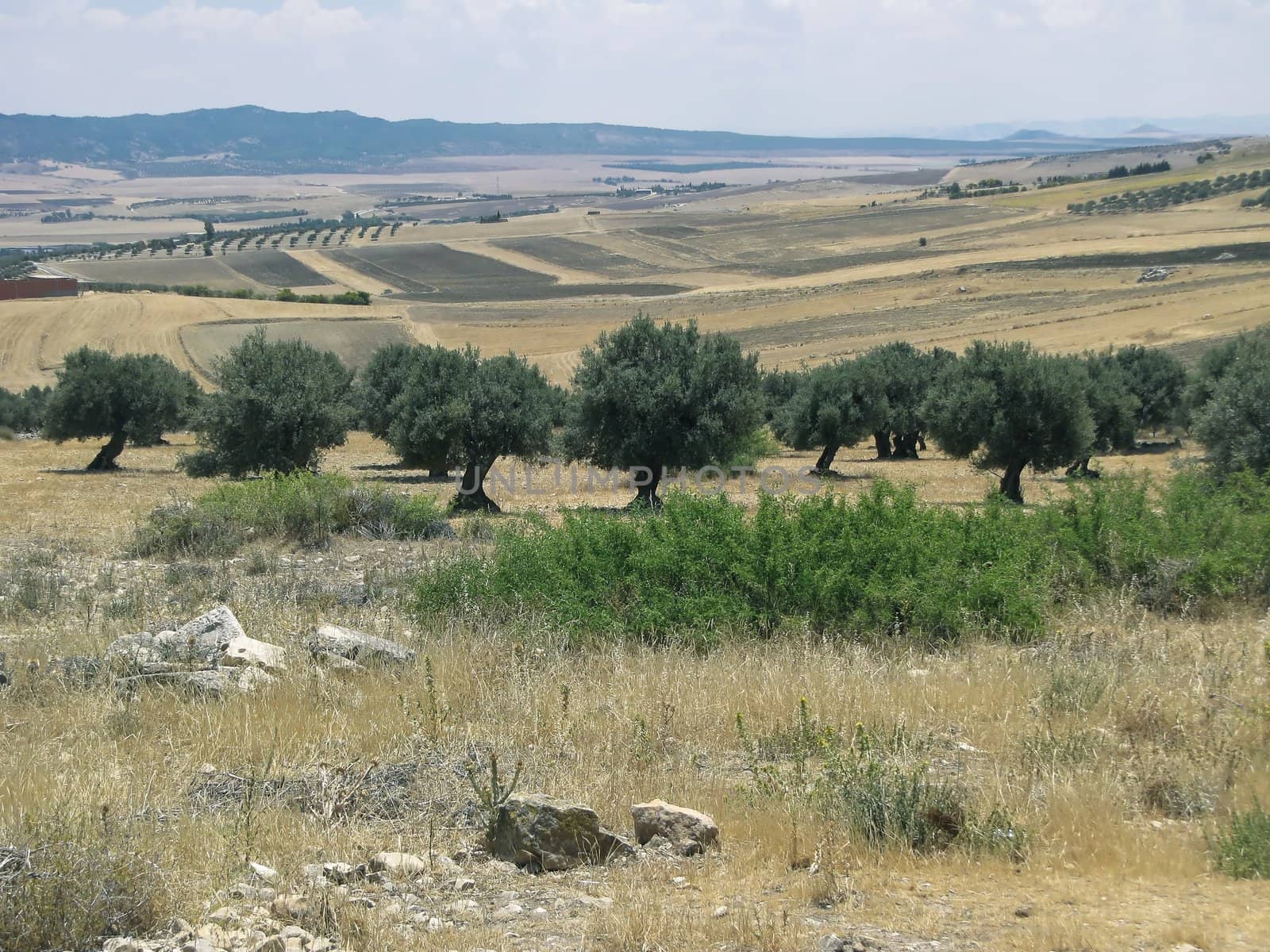 Landscape of Western Tunisia with olive grove and the Atlas mountains on the horizon