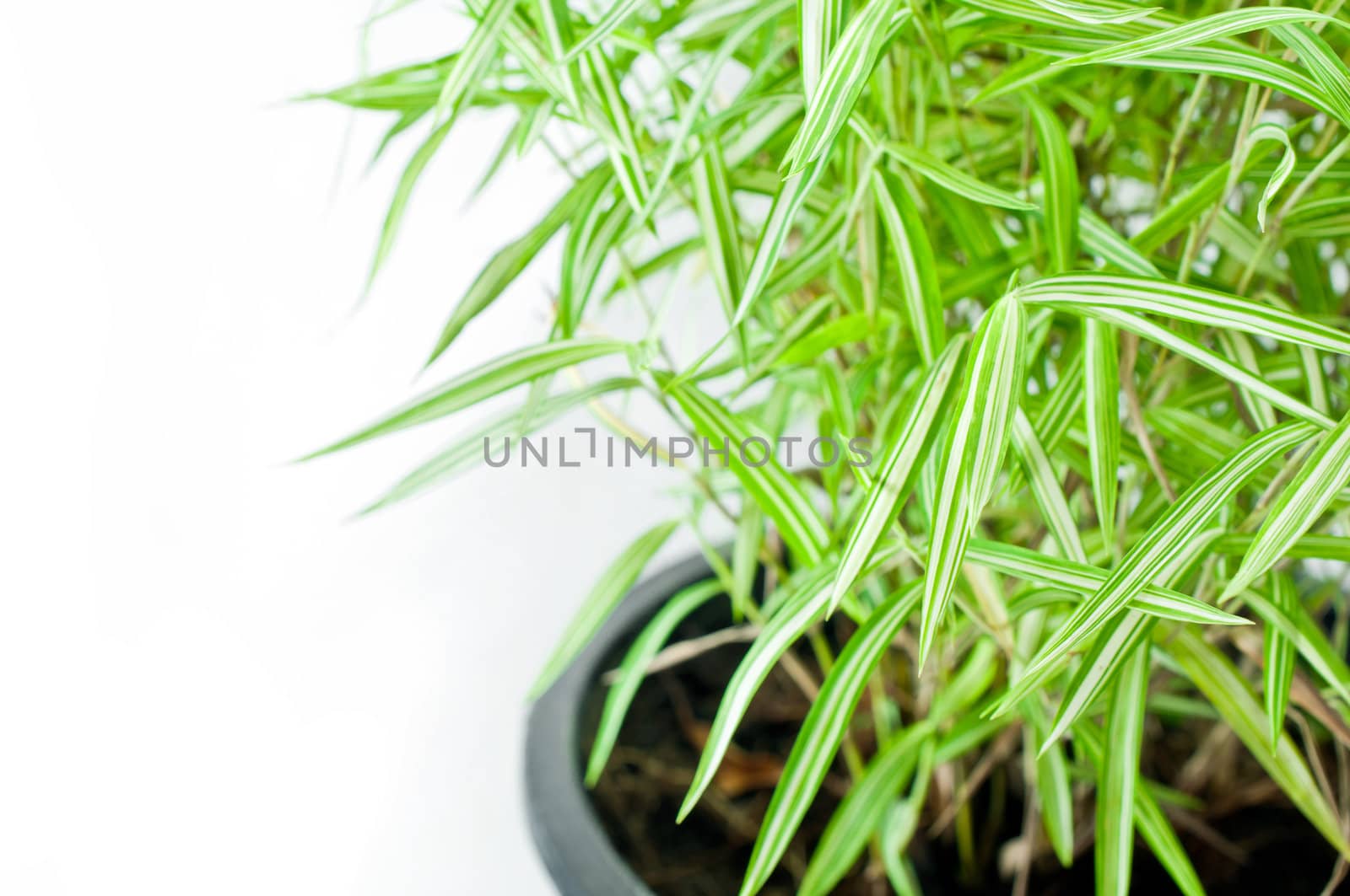 Bamboo tree in flowerpot on white background