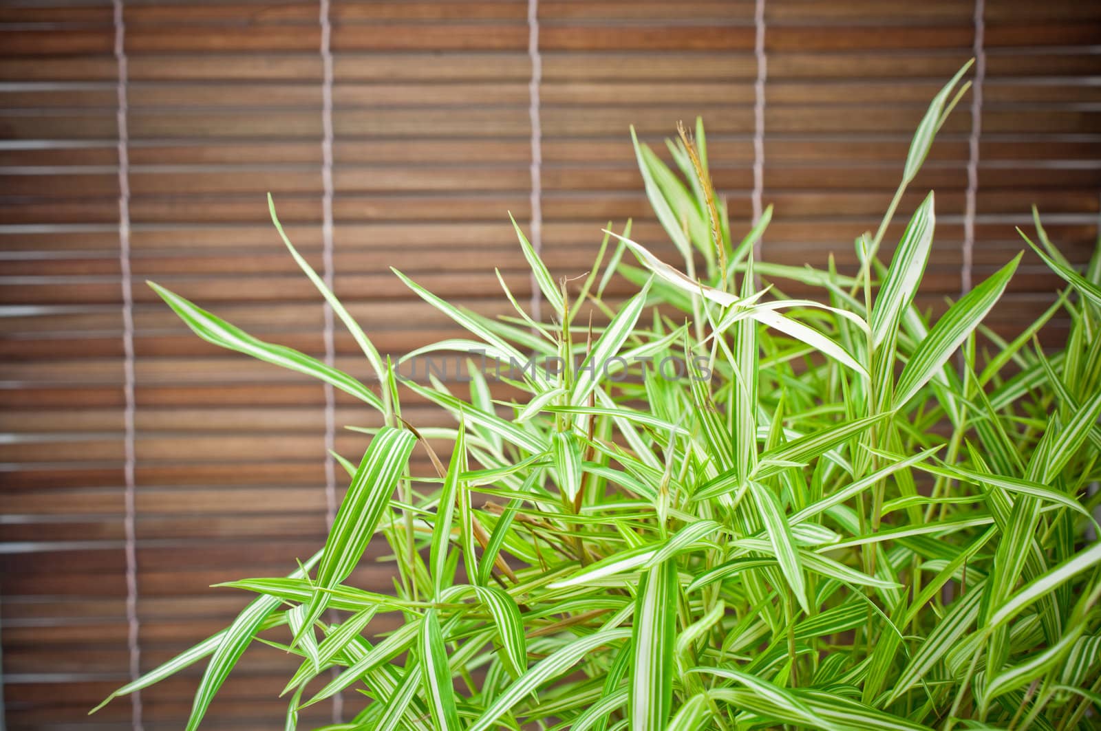 Bambusa arundinacea Willd and bamboo background