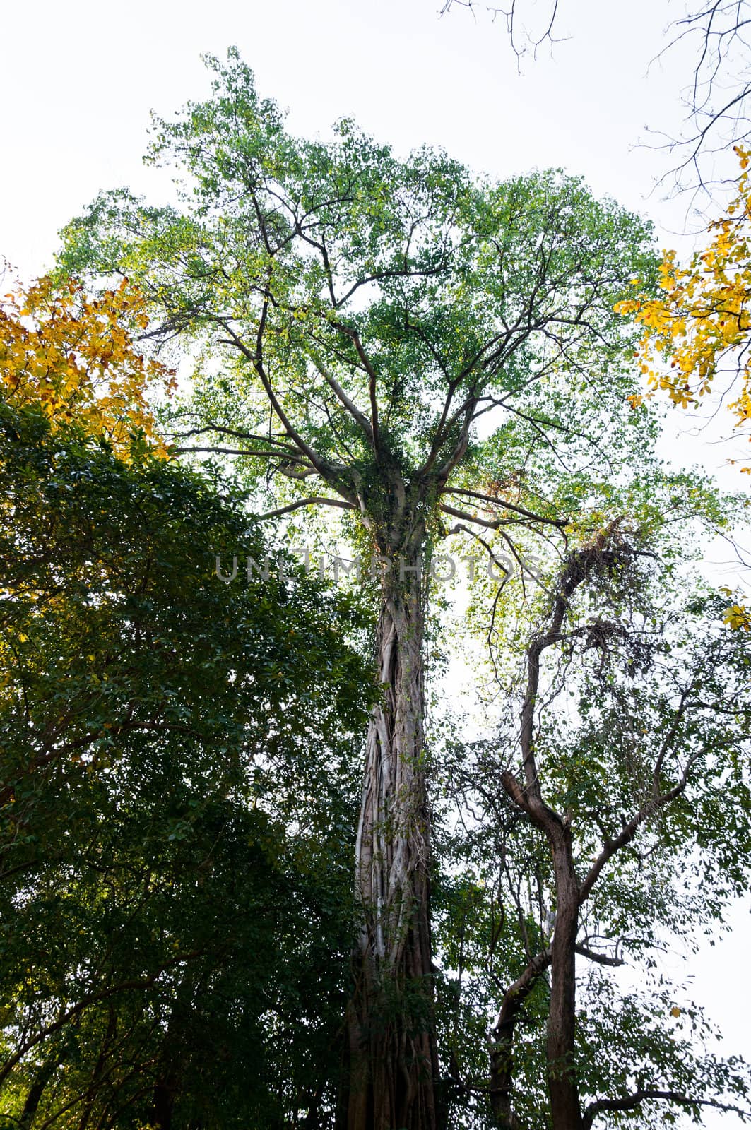 Roots of a big tree in tropical forest