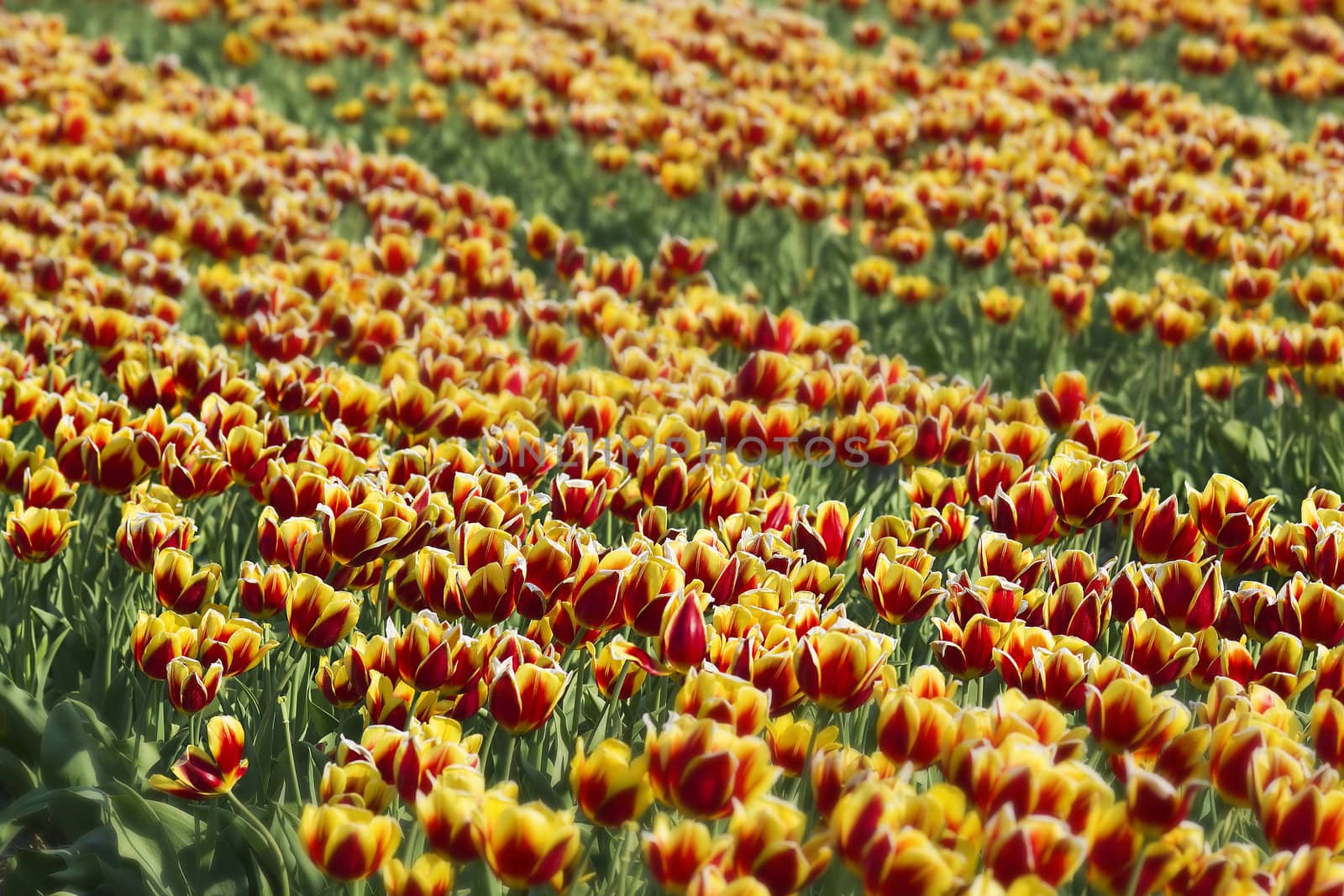coloured tulips