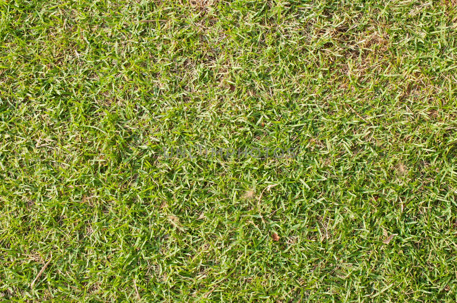 Close-up image of green grass Background