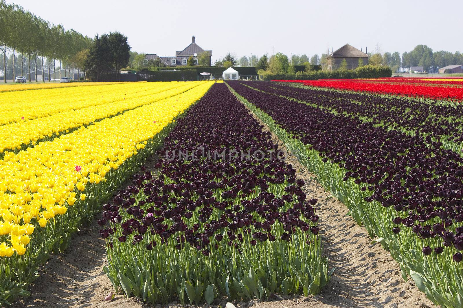 tulip field in the Netherlands
