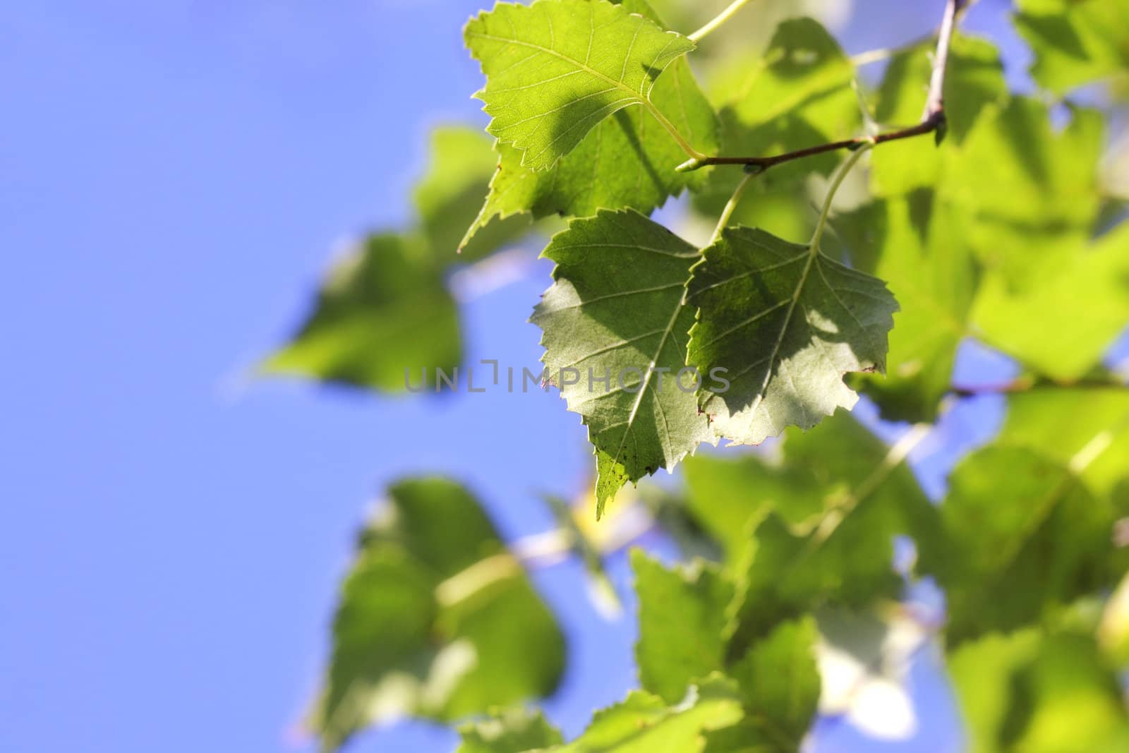 Green Leaves against the Sky