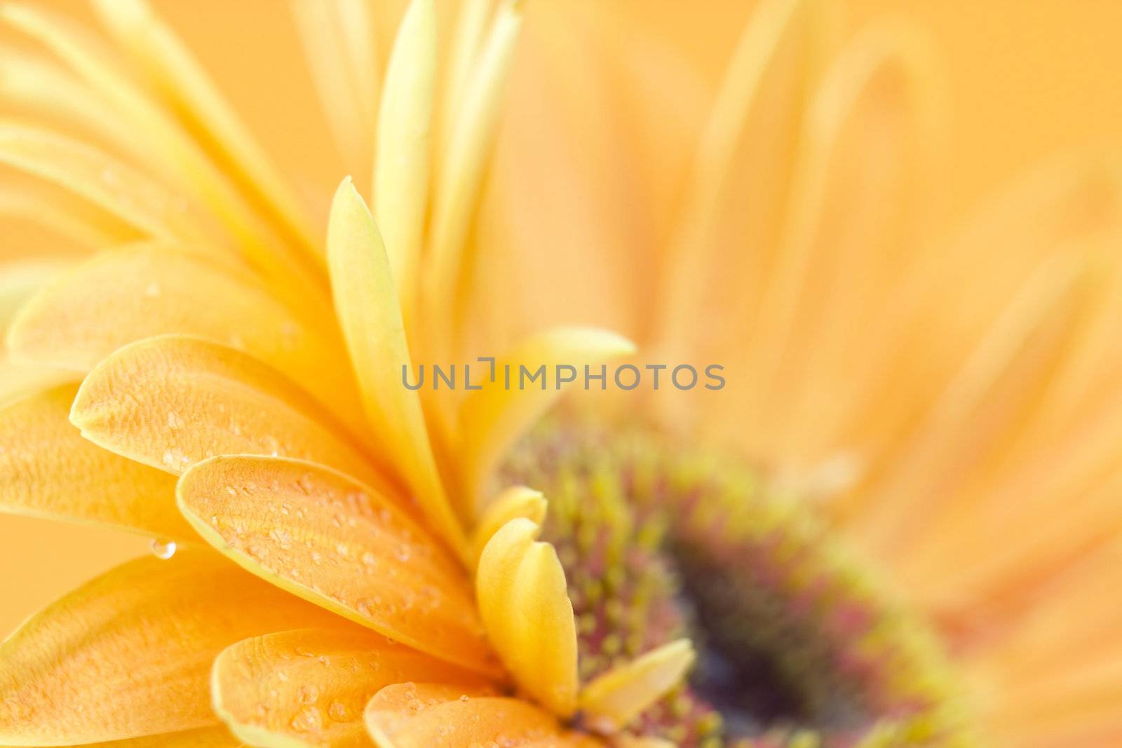 orange gerbera daisy