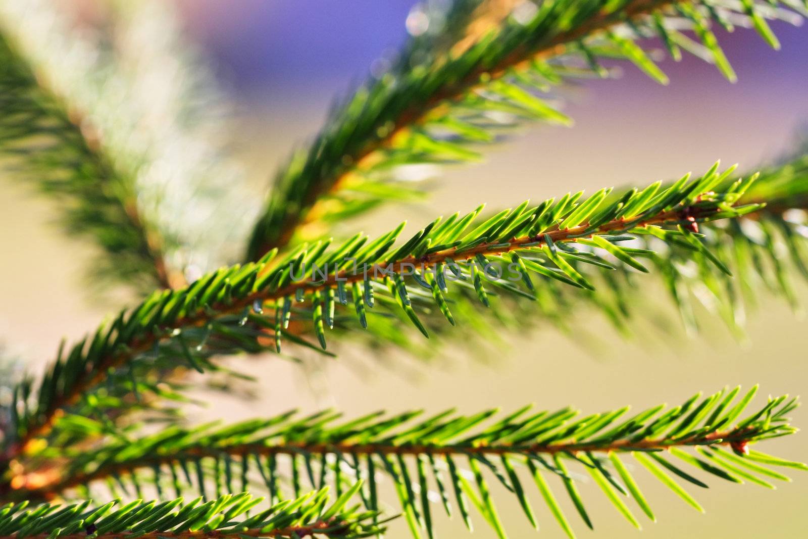 Green pine branch