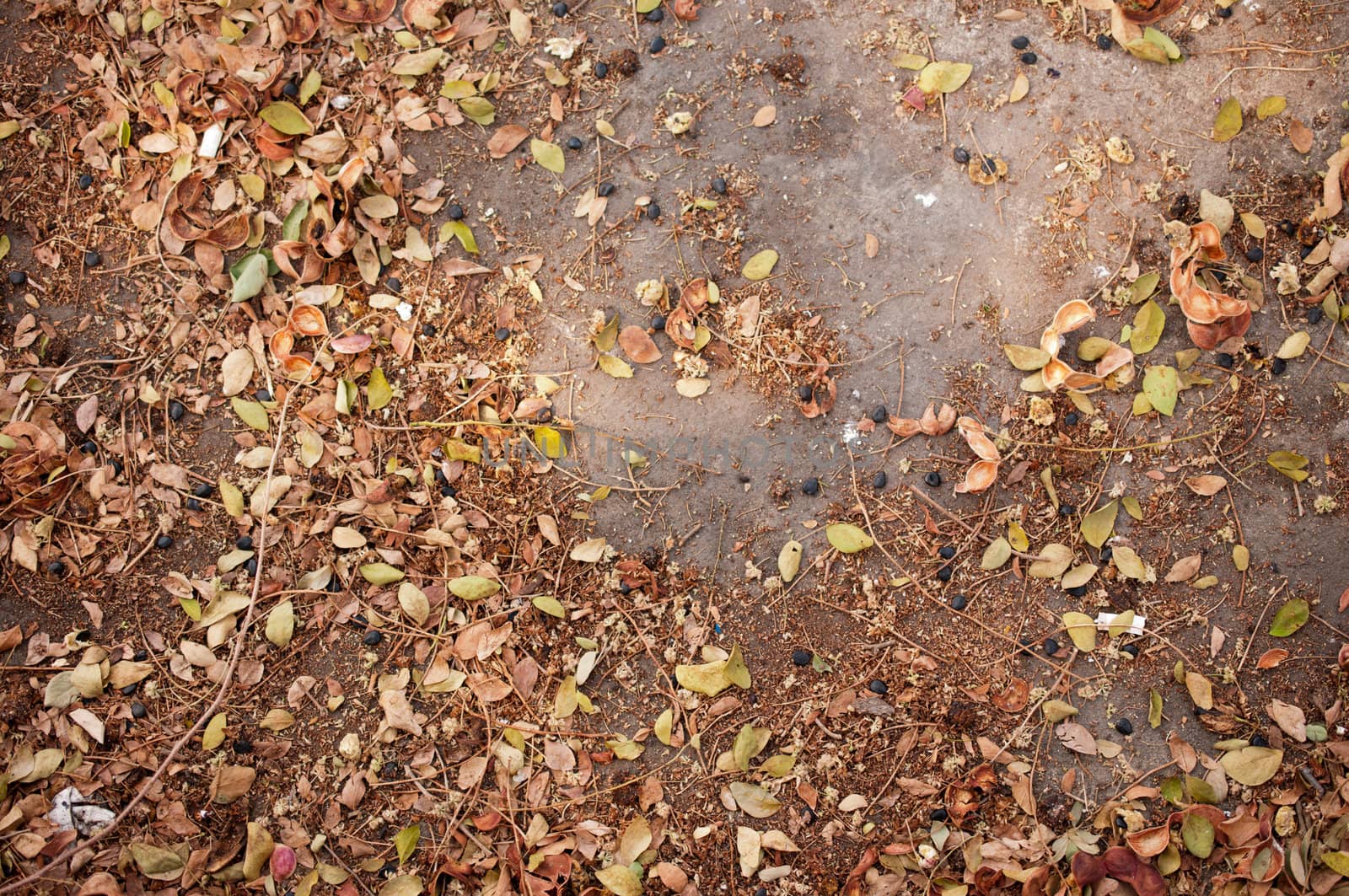 Dry leaf  pattern detail