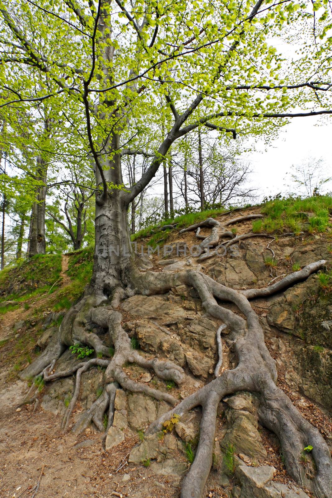 Old tree in the mountain