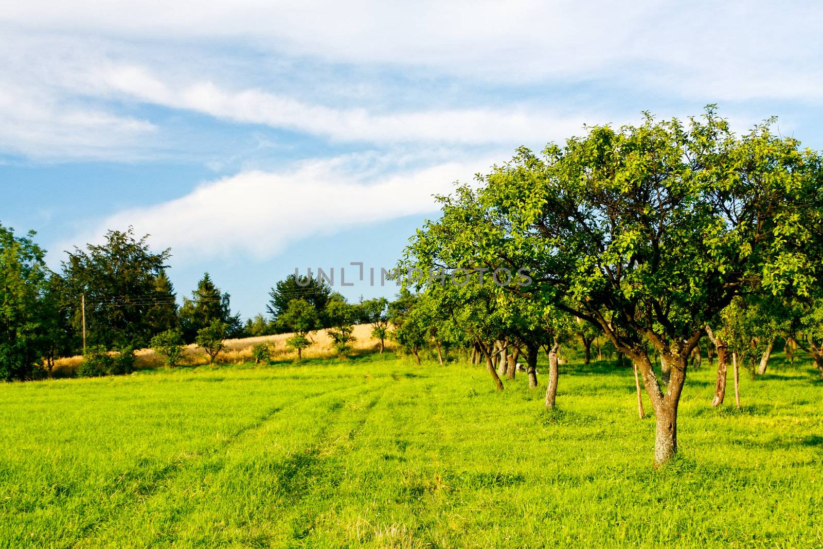 Apple orchard