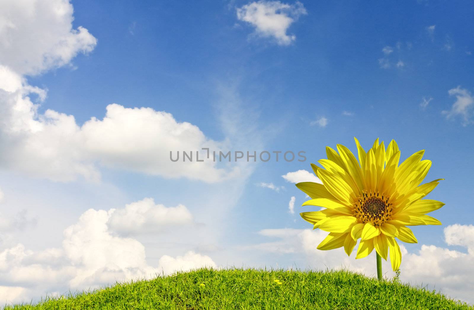 Field of grass and yellow flower