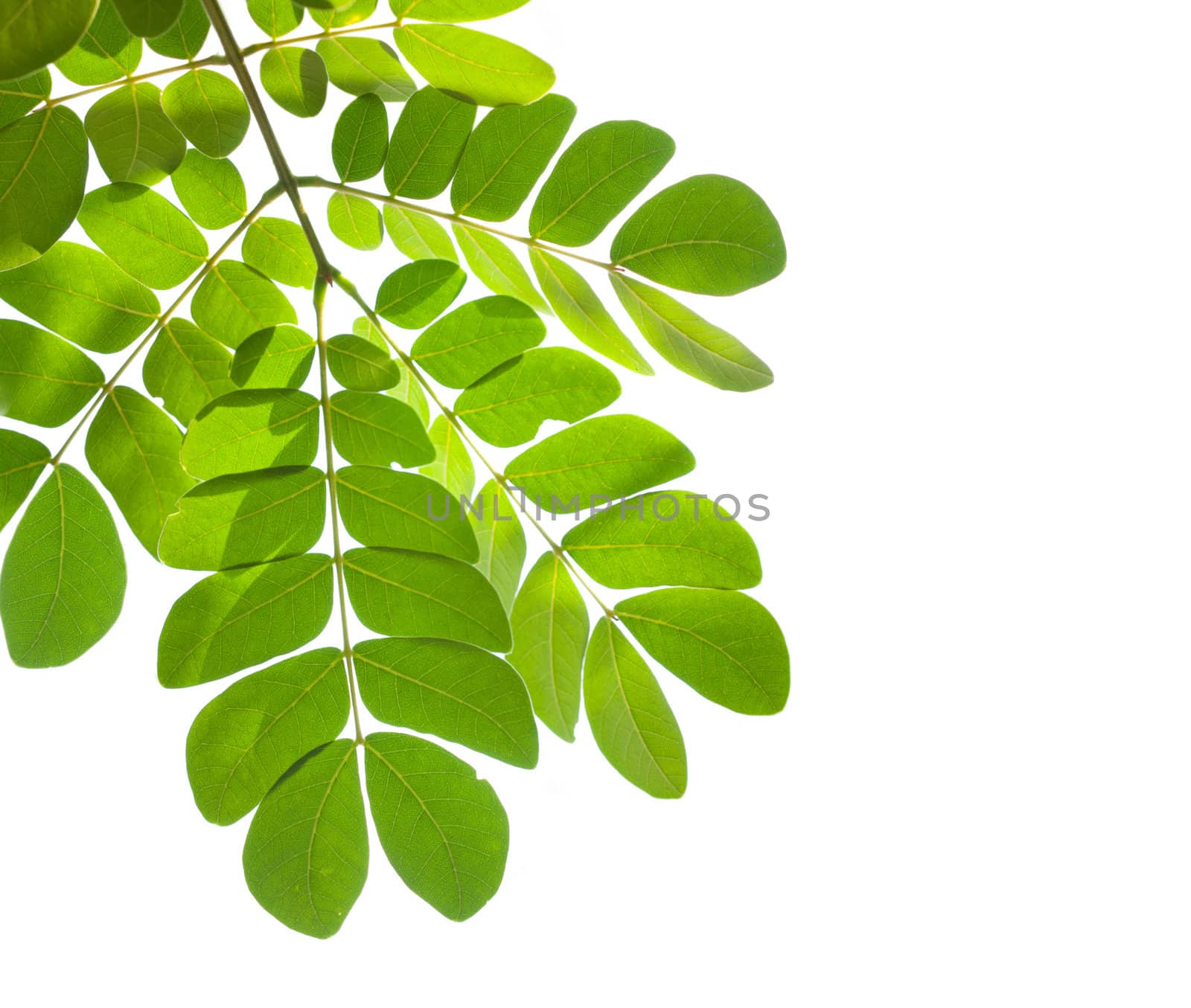 green leaf isolated on white background